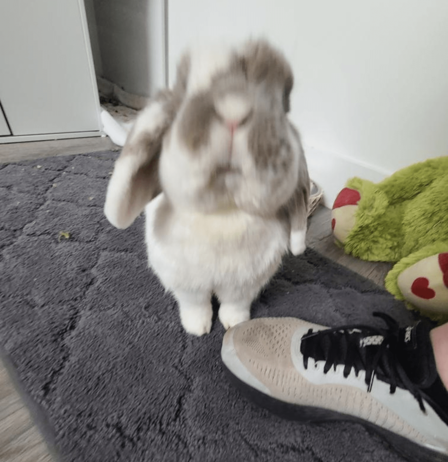 Boyfriend sent this pic of my bunny while I was on vacation r/Bunnies