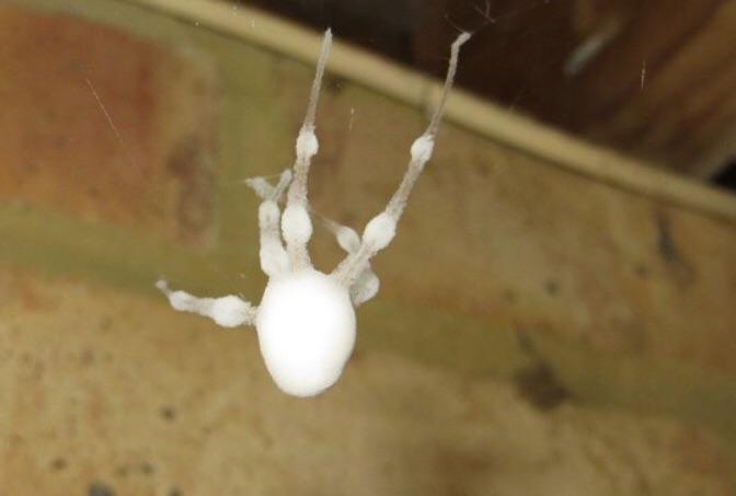 Zombie spider, half dead and covered in fungi. oddlyterrifying