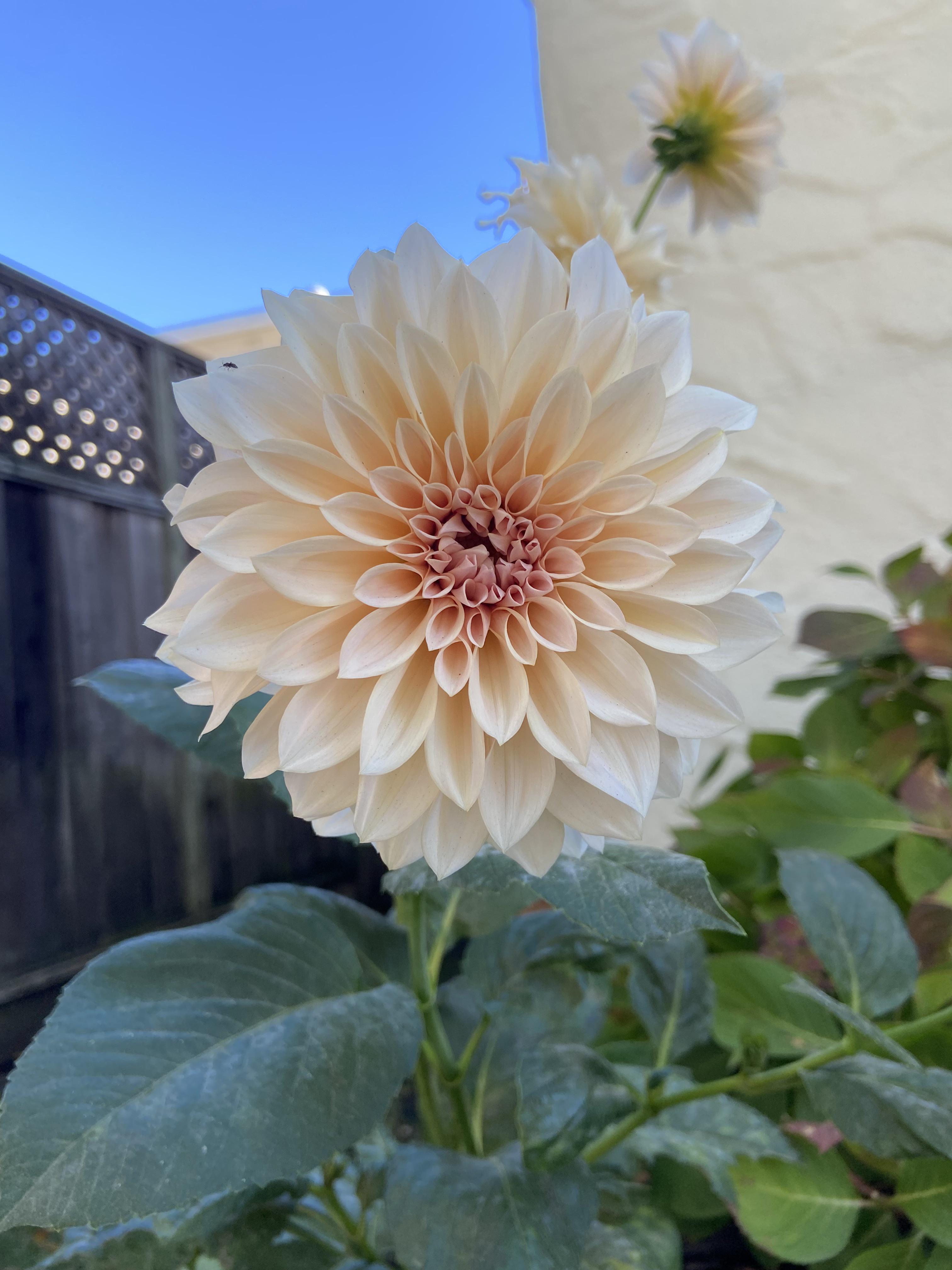 Dahlia, zone 10 r/gardening