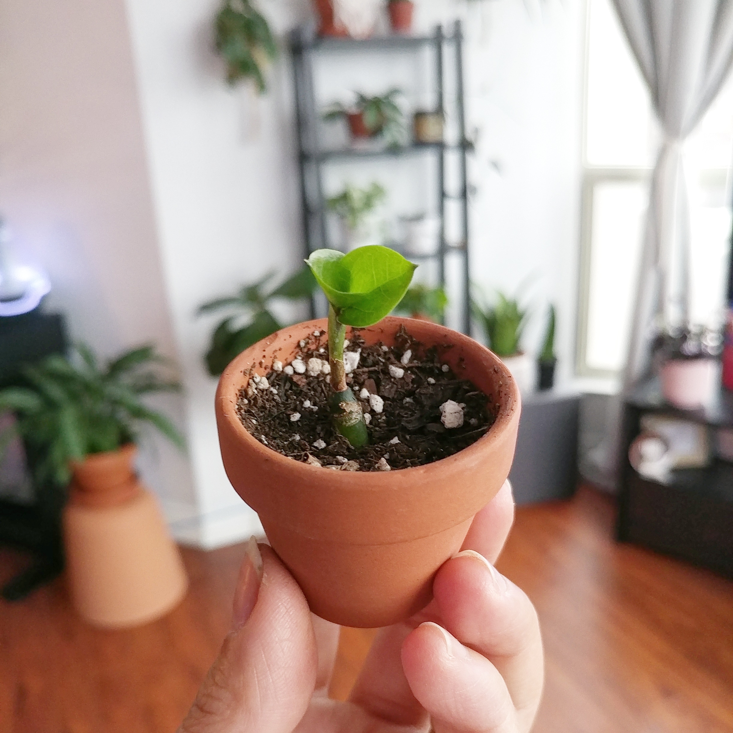 A zz leaf cutting has finally established its own roots and rhizomes