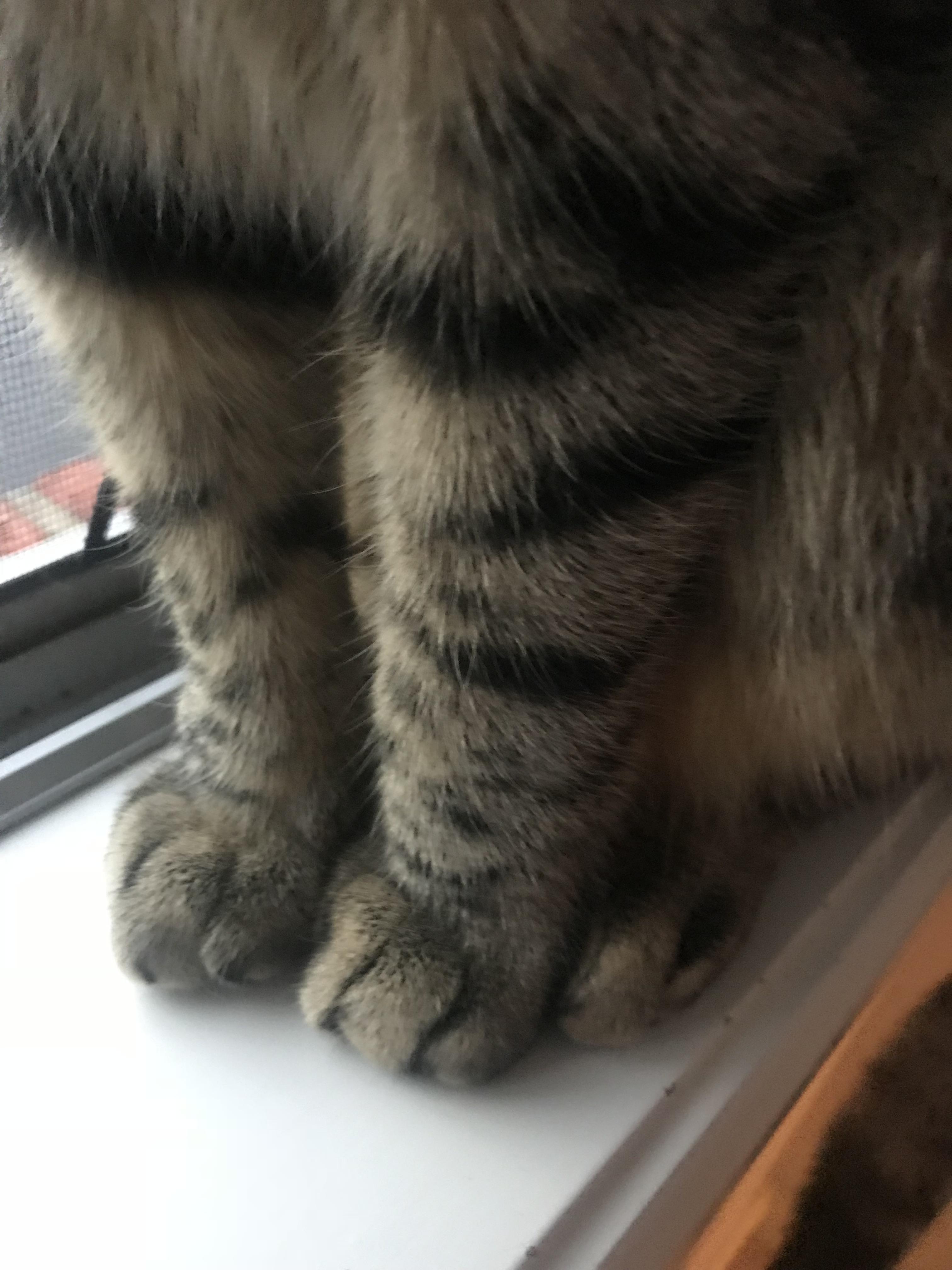 Purrrrfection catpaws