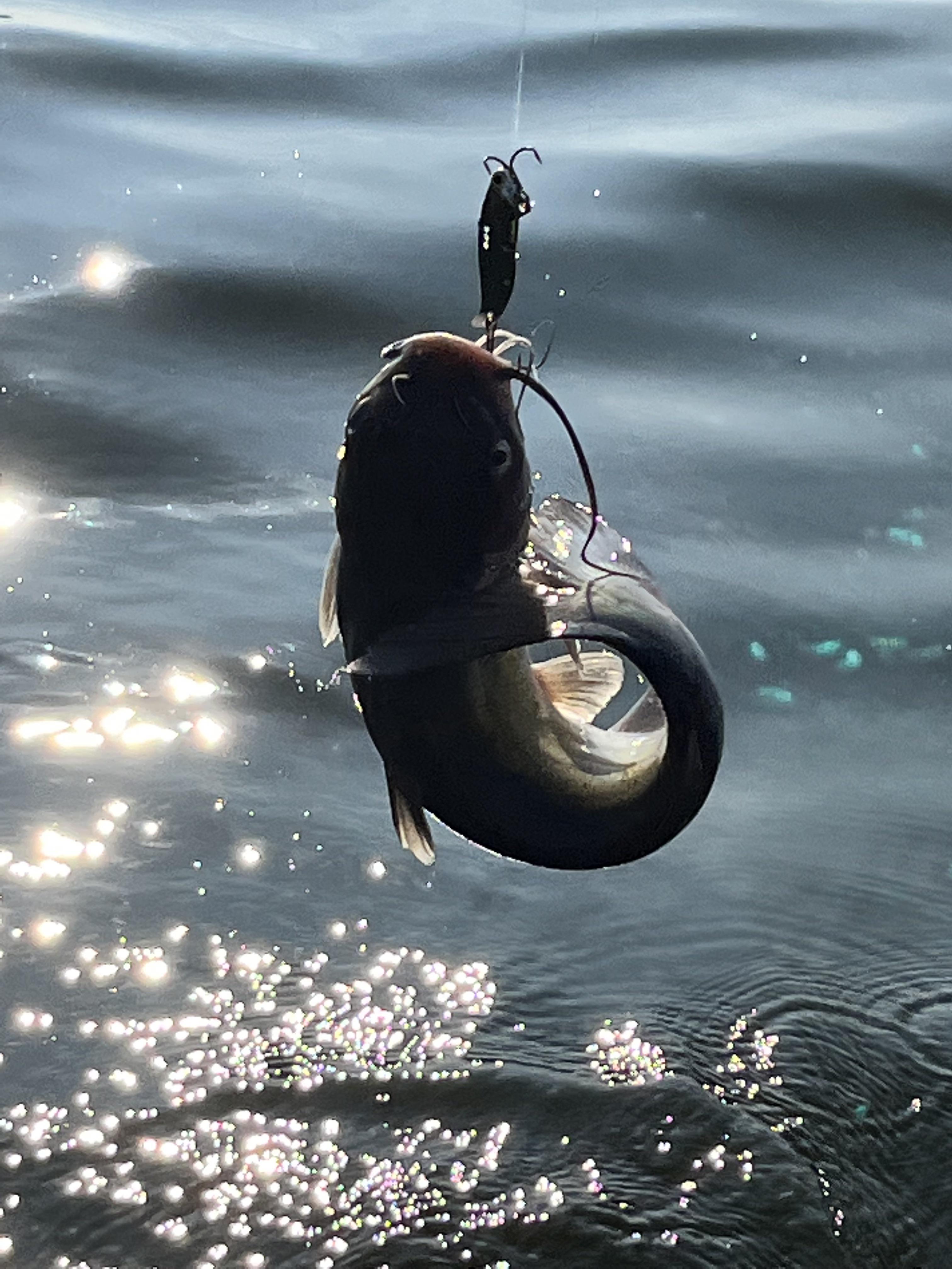 Catfish on a blade bait. Lure barely hit the water before he was on it. Fishing