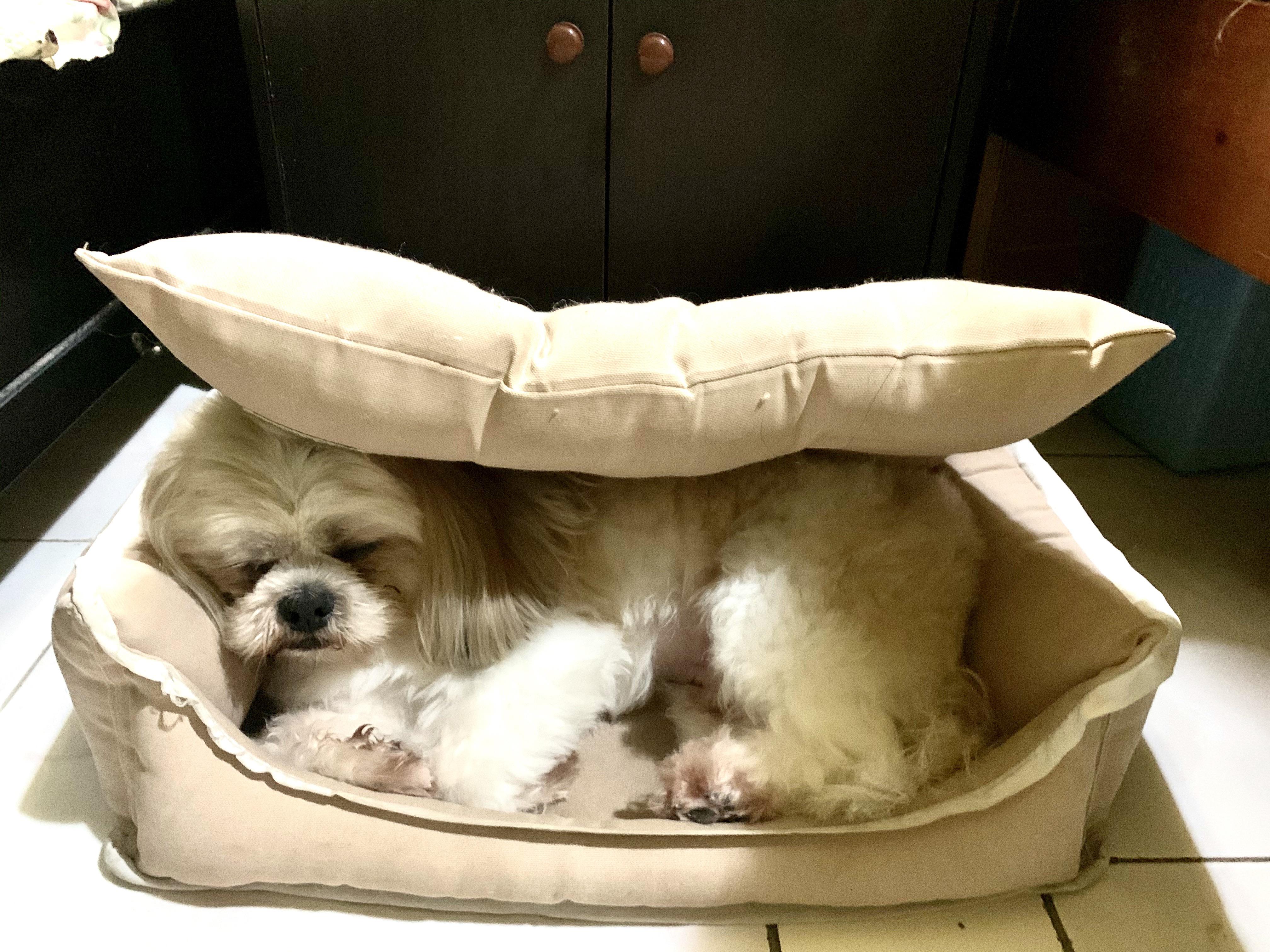 my dog finds a way to take the cushion out from under his bed and likes