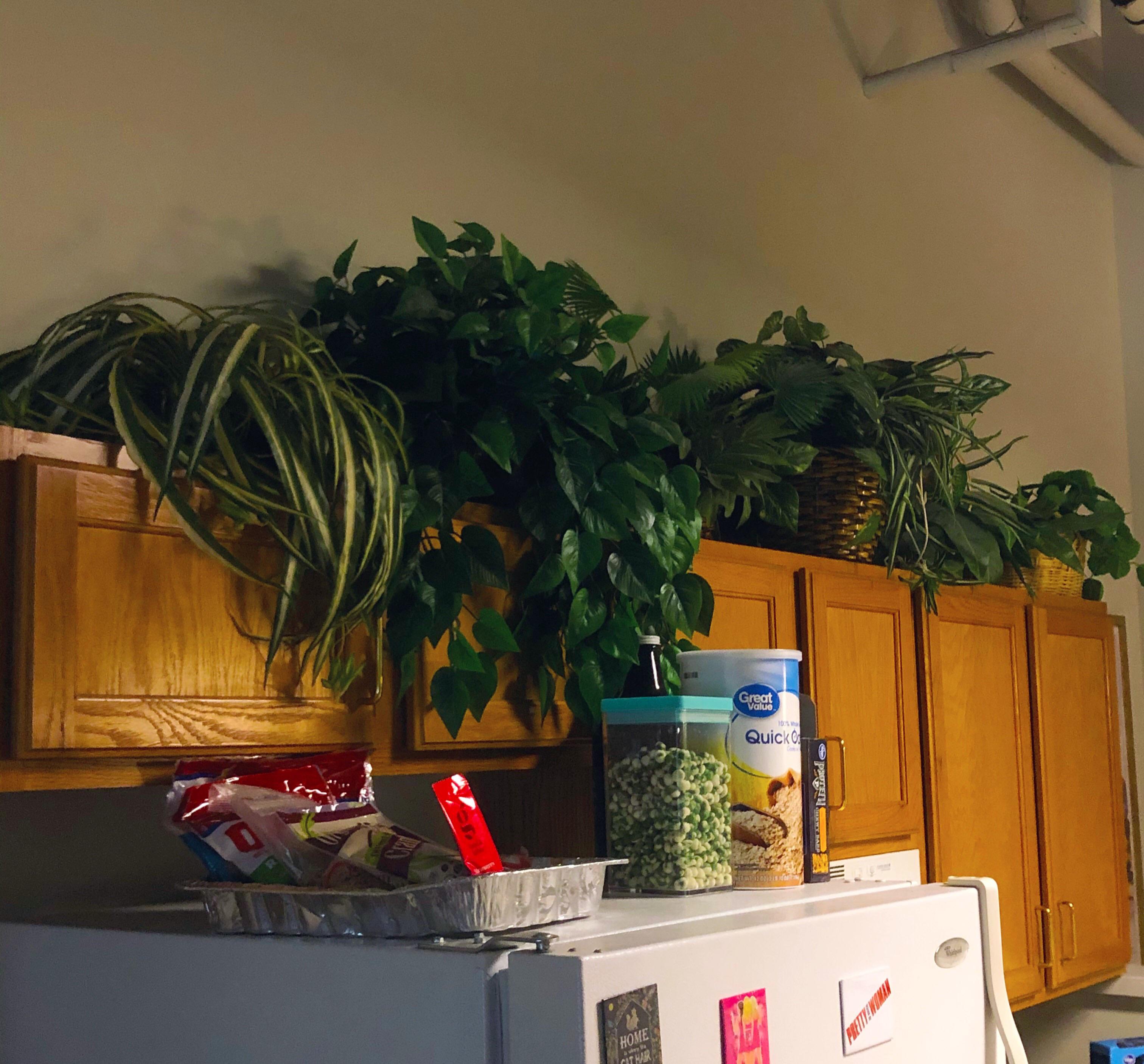 Got all of these plants to put on top of my kitchen so my cats