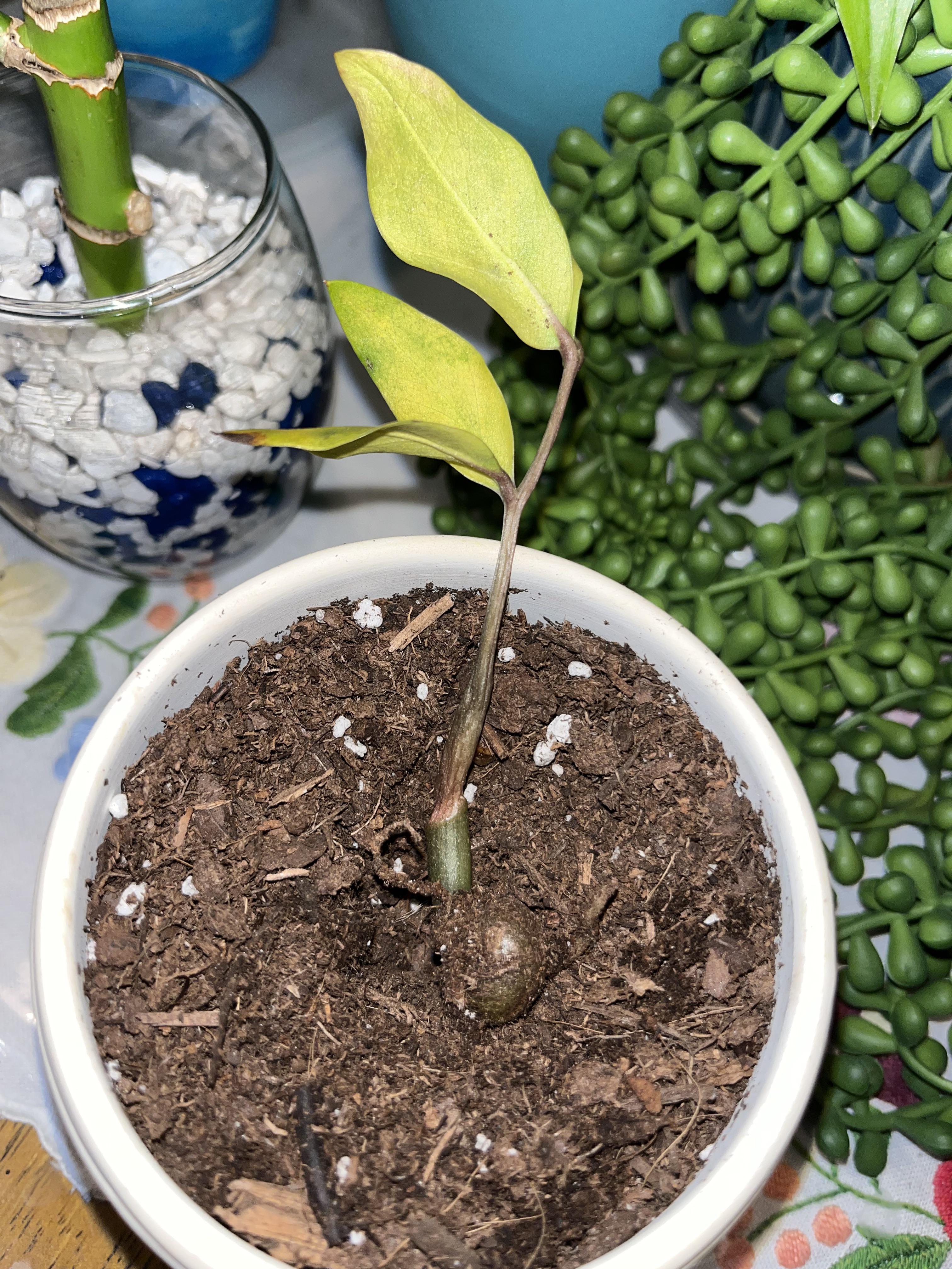 Update I tried to check my zz plants roots and they are not mushy or