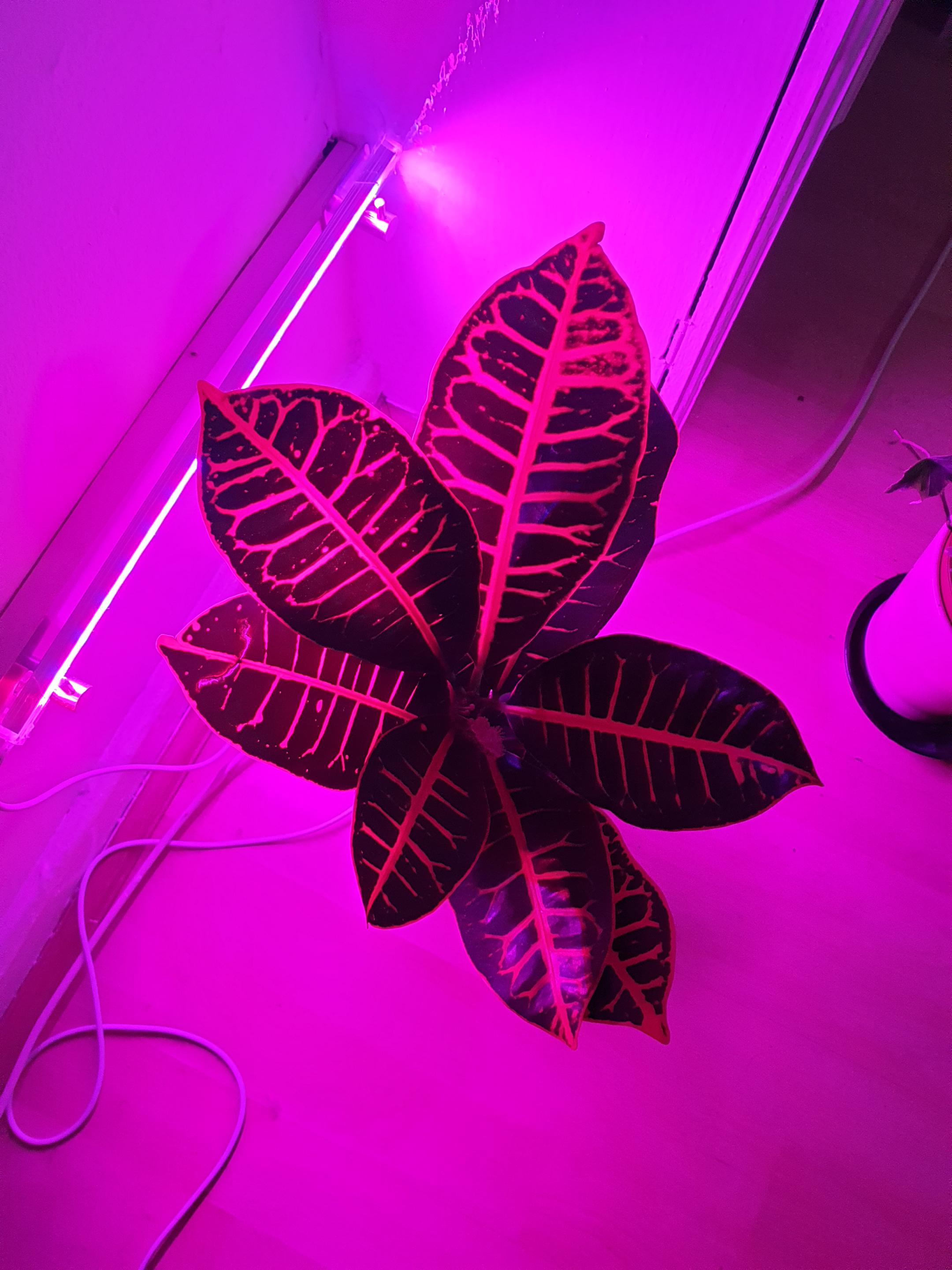 Love the leaves on my Croton under the indoor lighting. r/houseplants