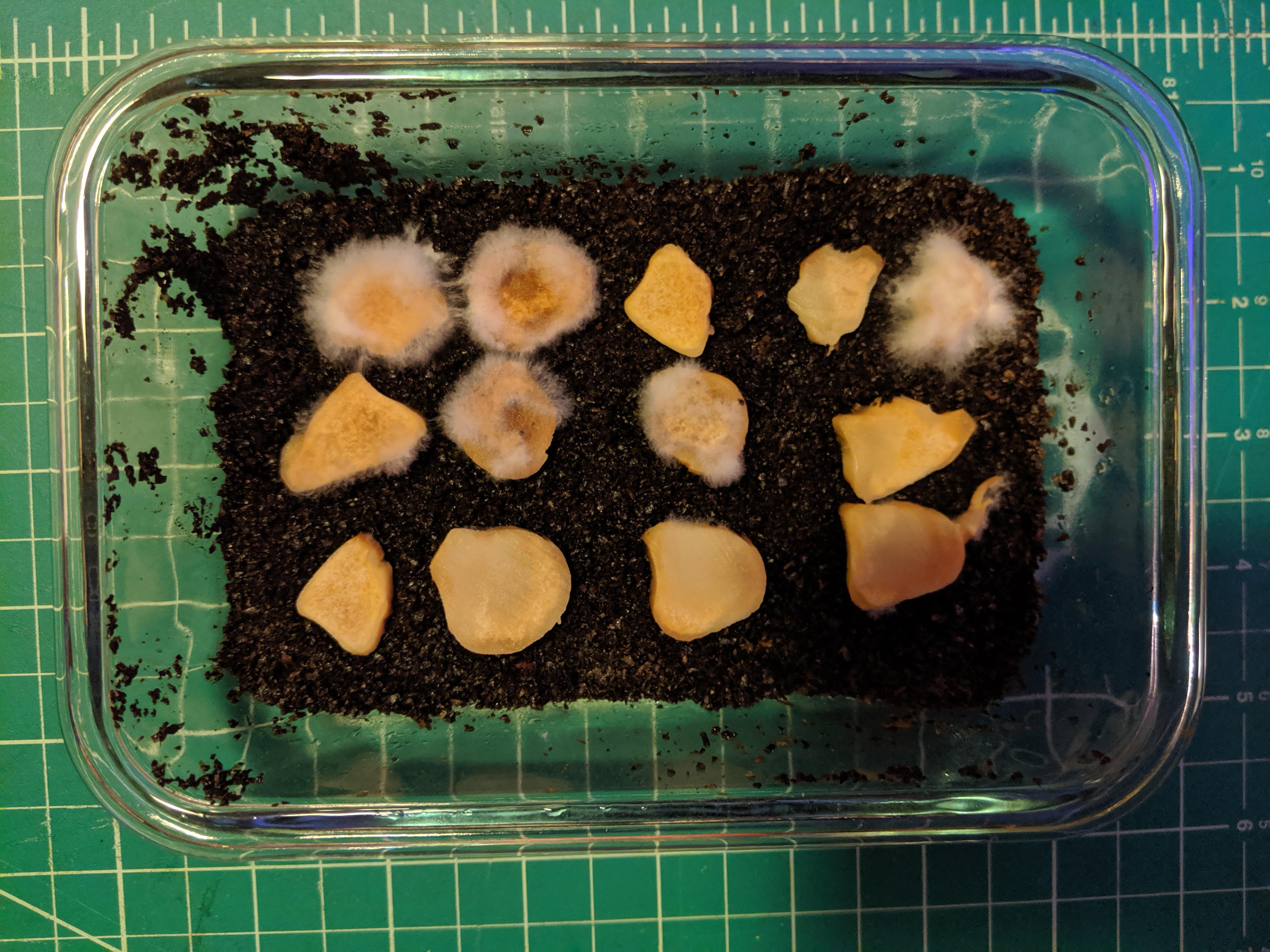 [Gourmet] King Oyster on Coffee Grounds. Mycelium or Mold? r