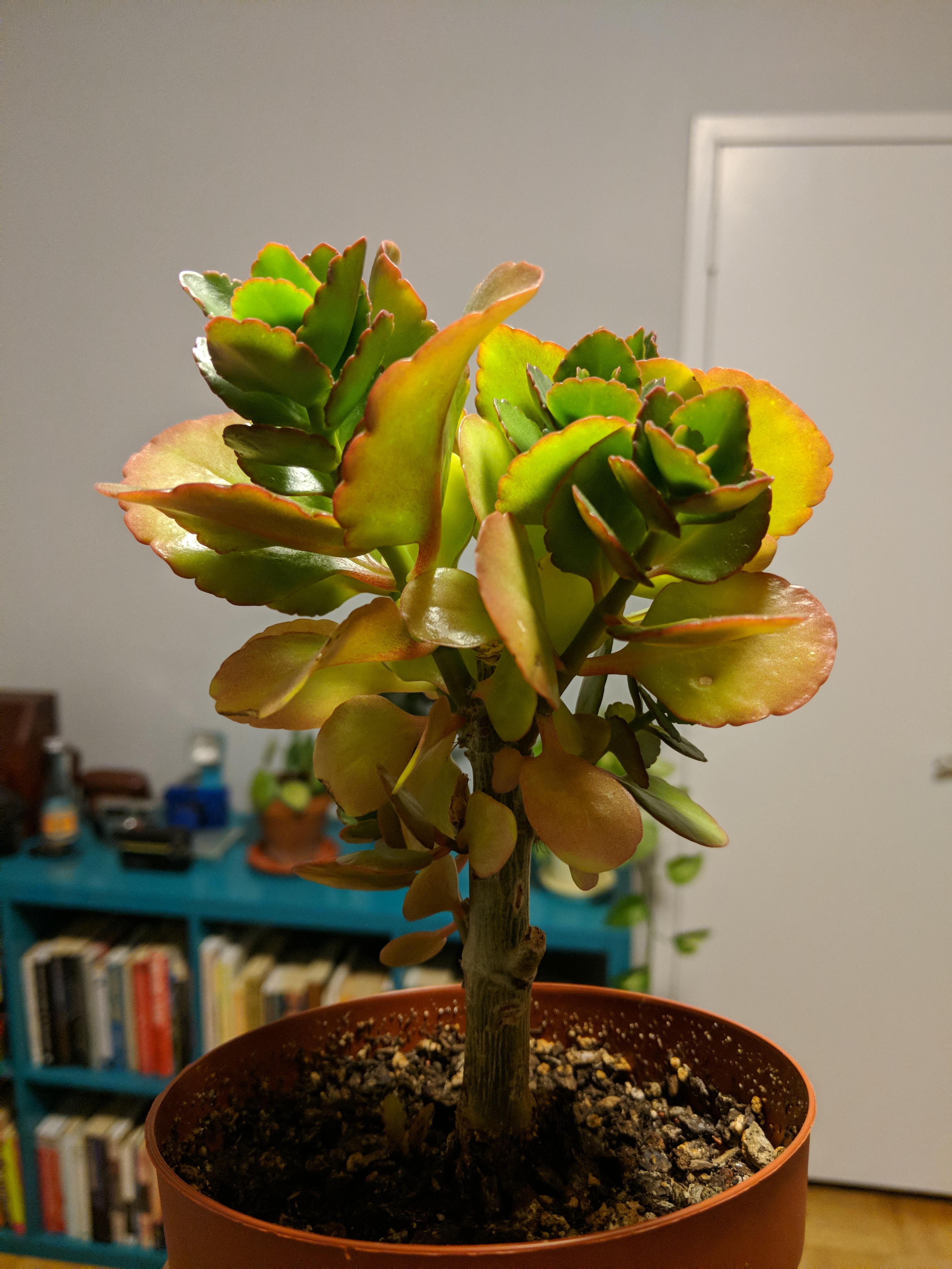 Is my kalanchoe okay?