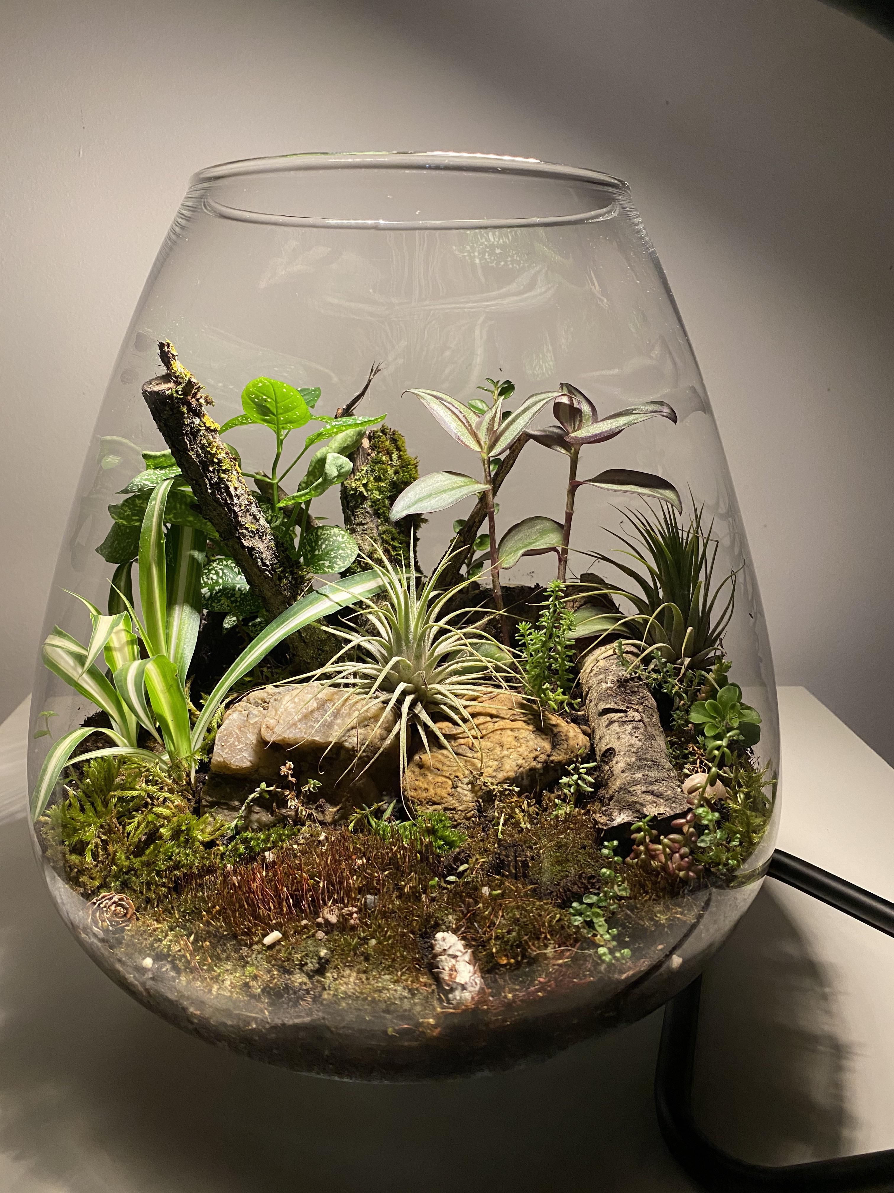 1 year old Terrarium Terrarium