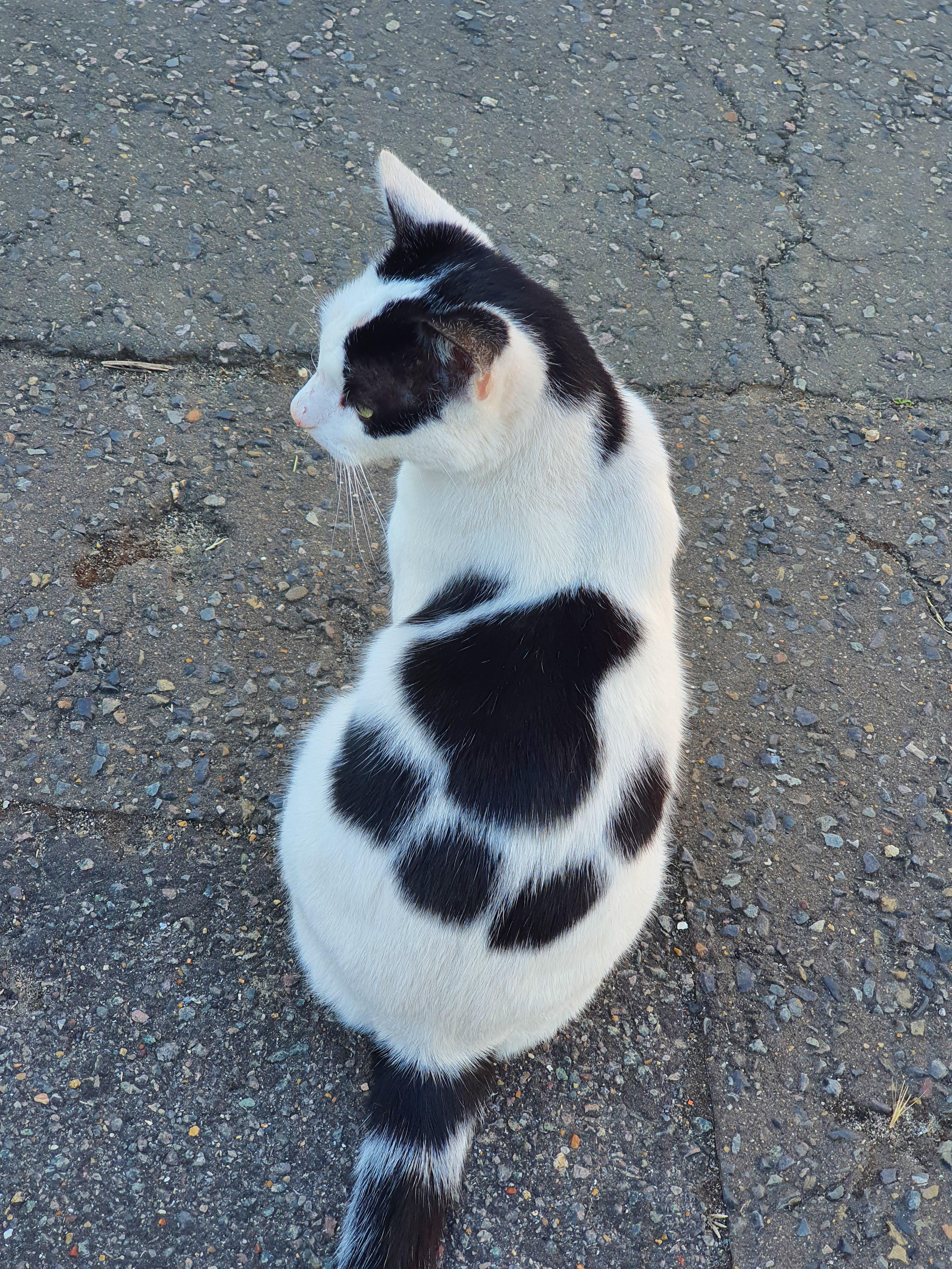 Pawprint cowcat cowcats