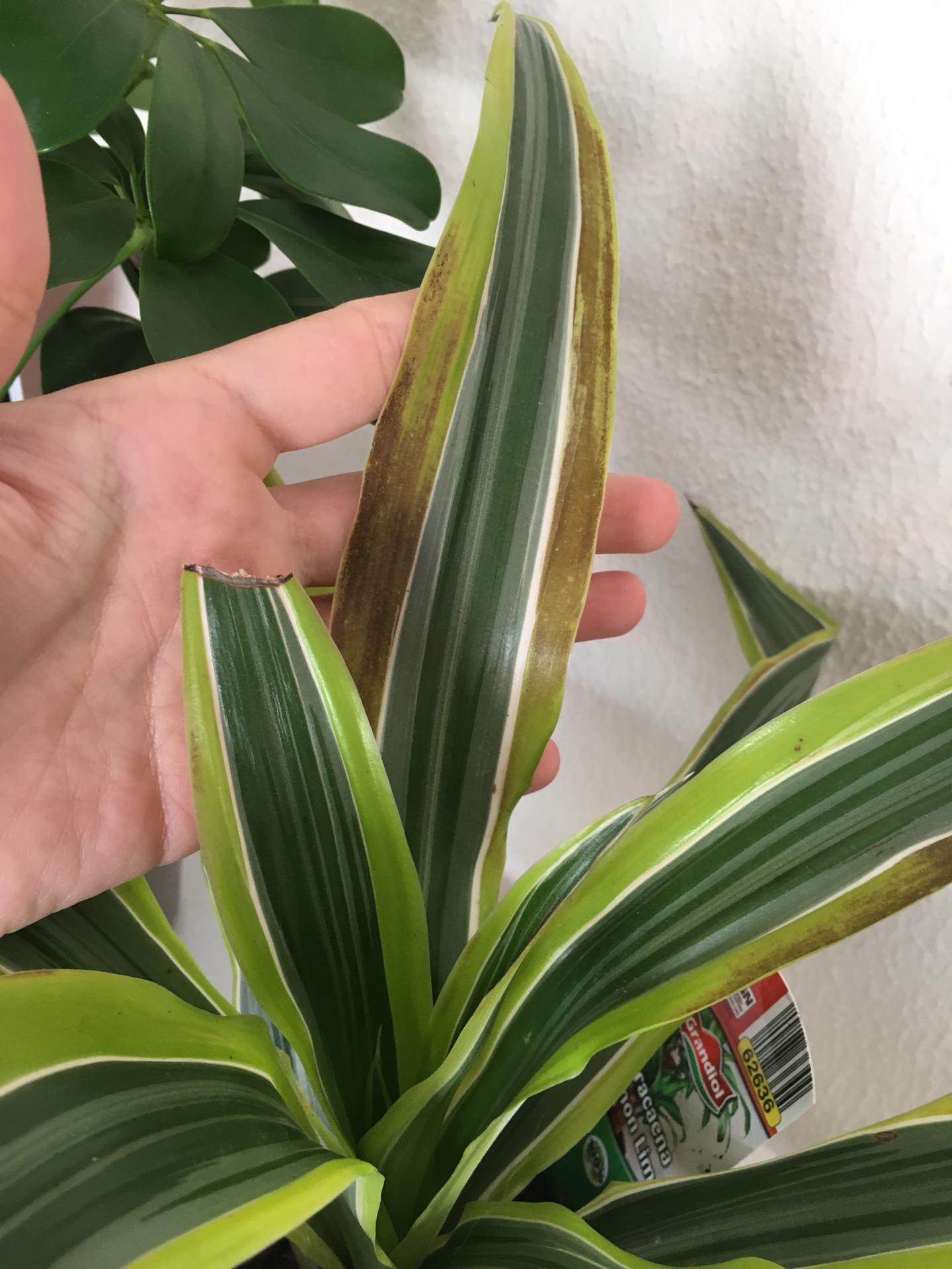 dracaena lemon lime with brown spots on leaves. does anyone know what
