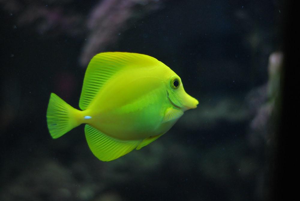 green 💚 fish 🐟 fo 💘 today r/JamesMarriott