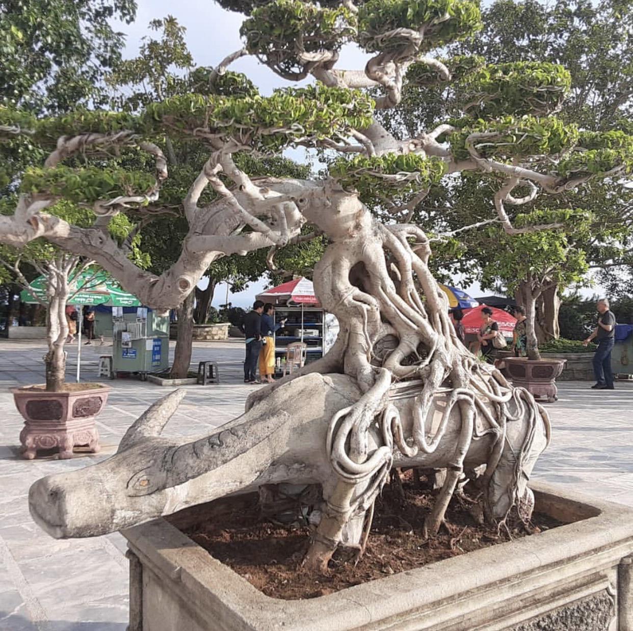Incredible bonsai in Da Nang, Vietnam r/Bonsai