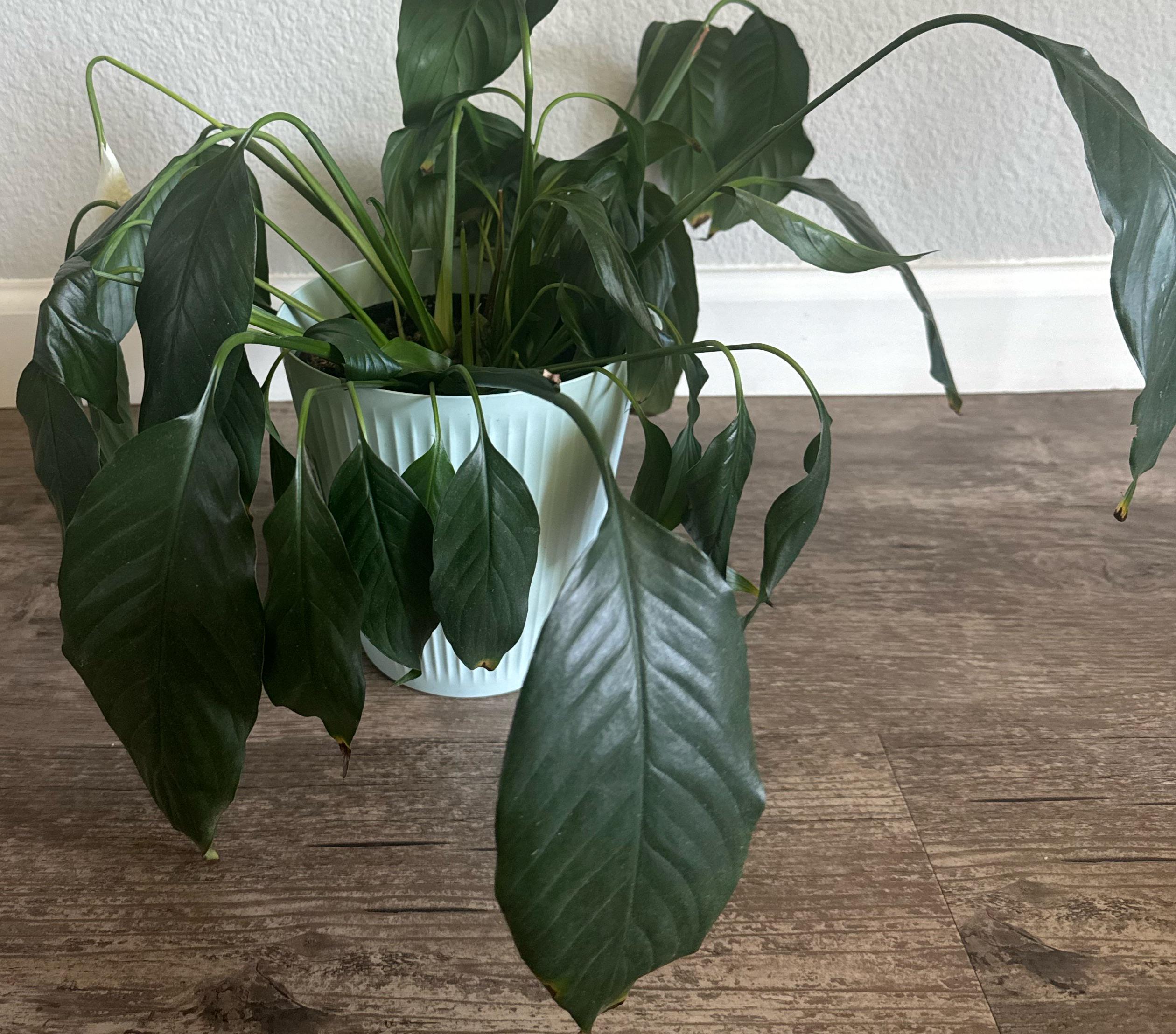 Peace lily dying r/plants