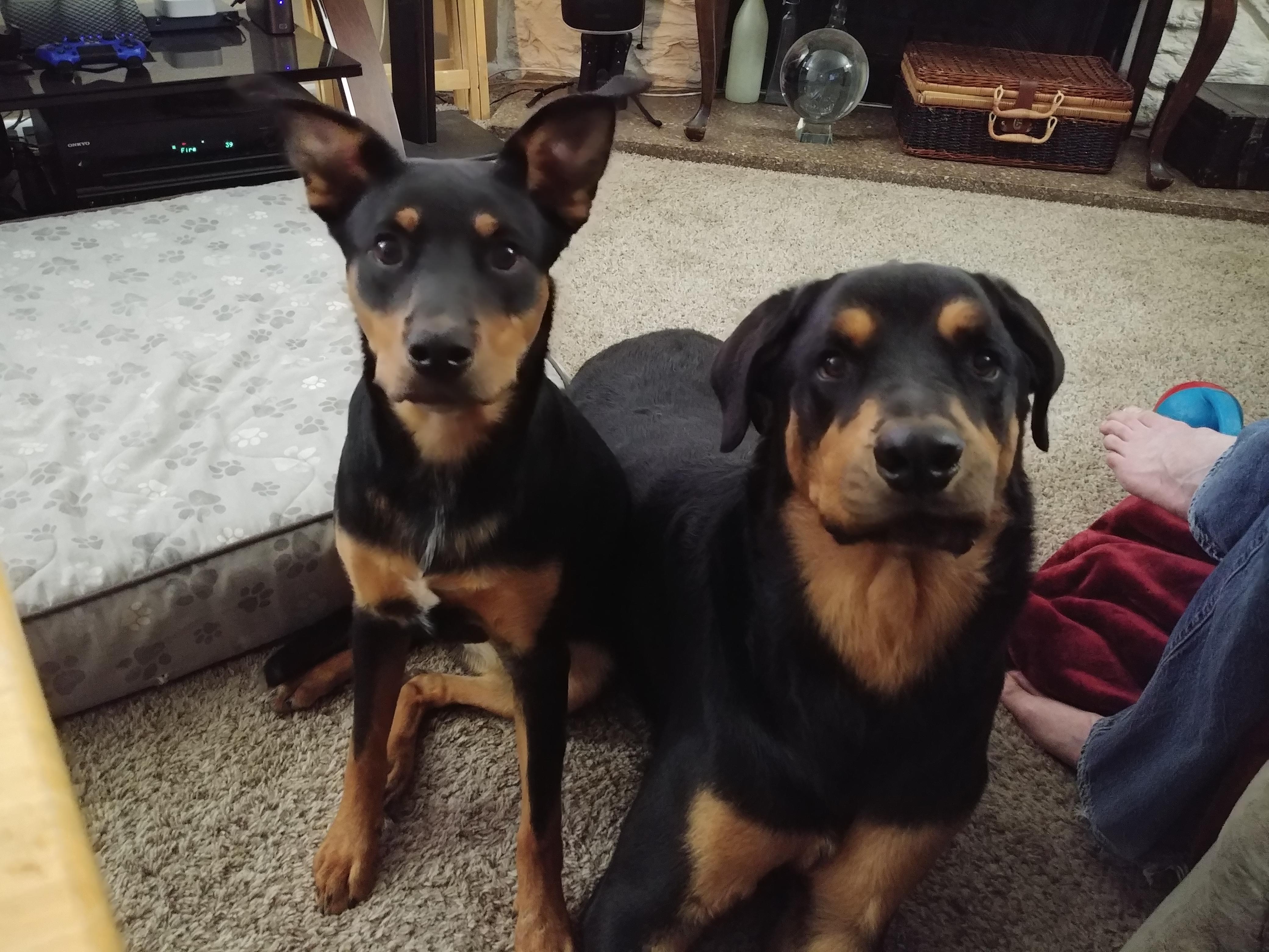 Best friends r/Rottweiler
