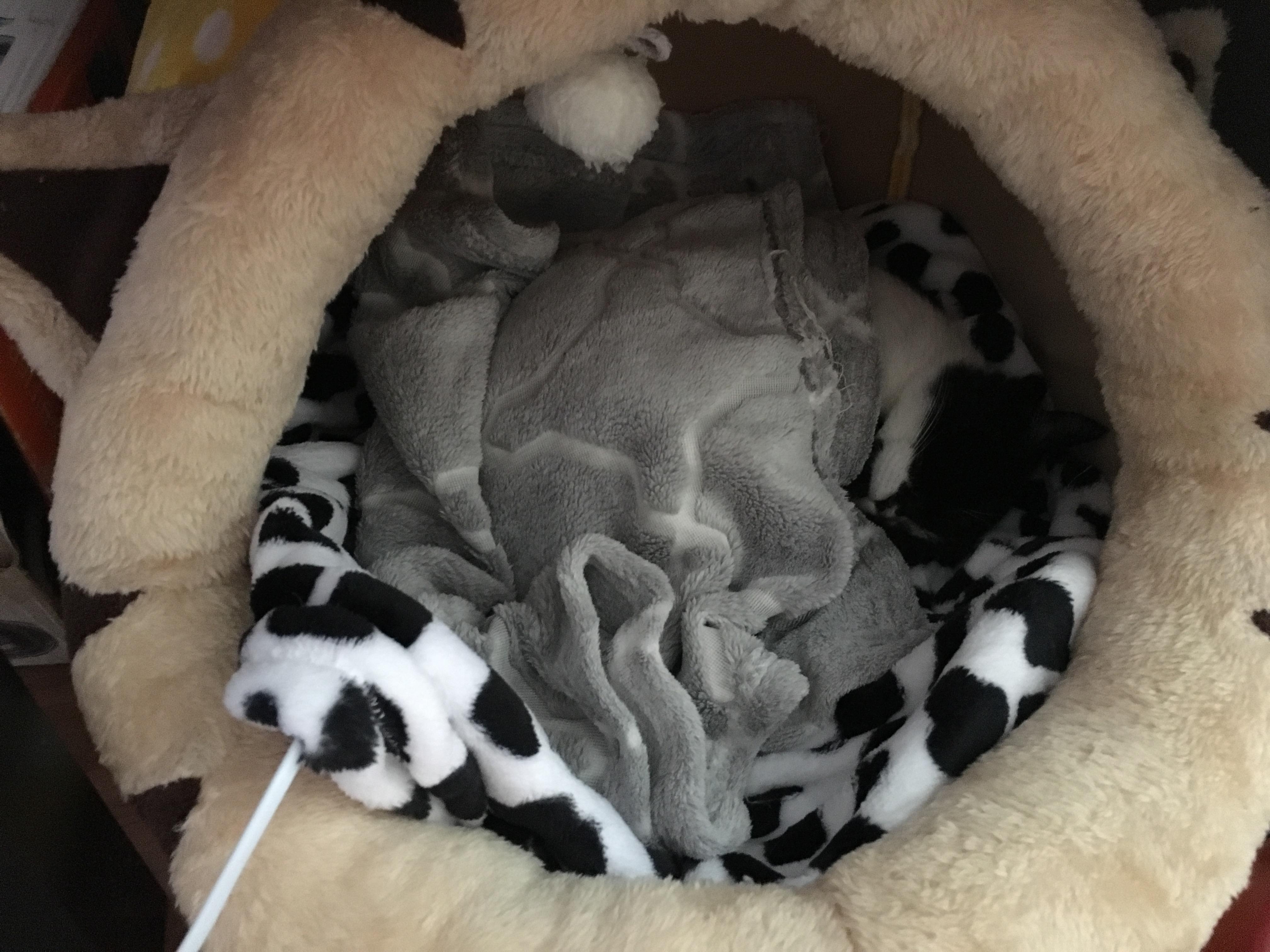 I bought an electric blanket for Sunny, and she looks very satisfied