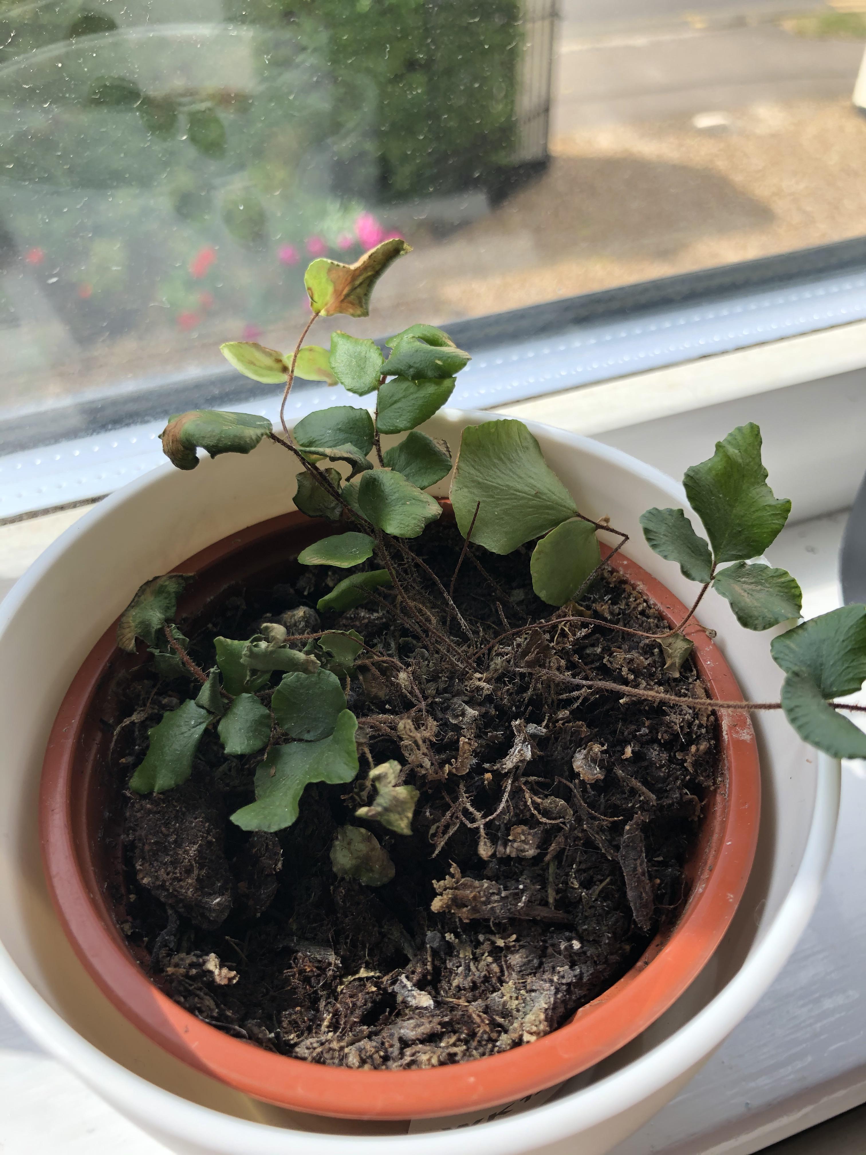 Can anyone ID this plant? How to care for it? Picked it up in my local