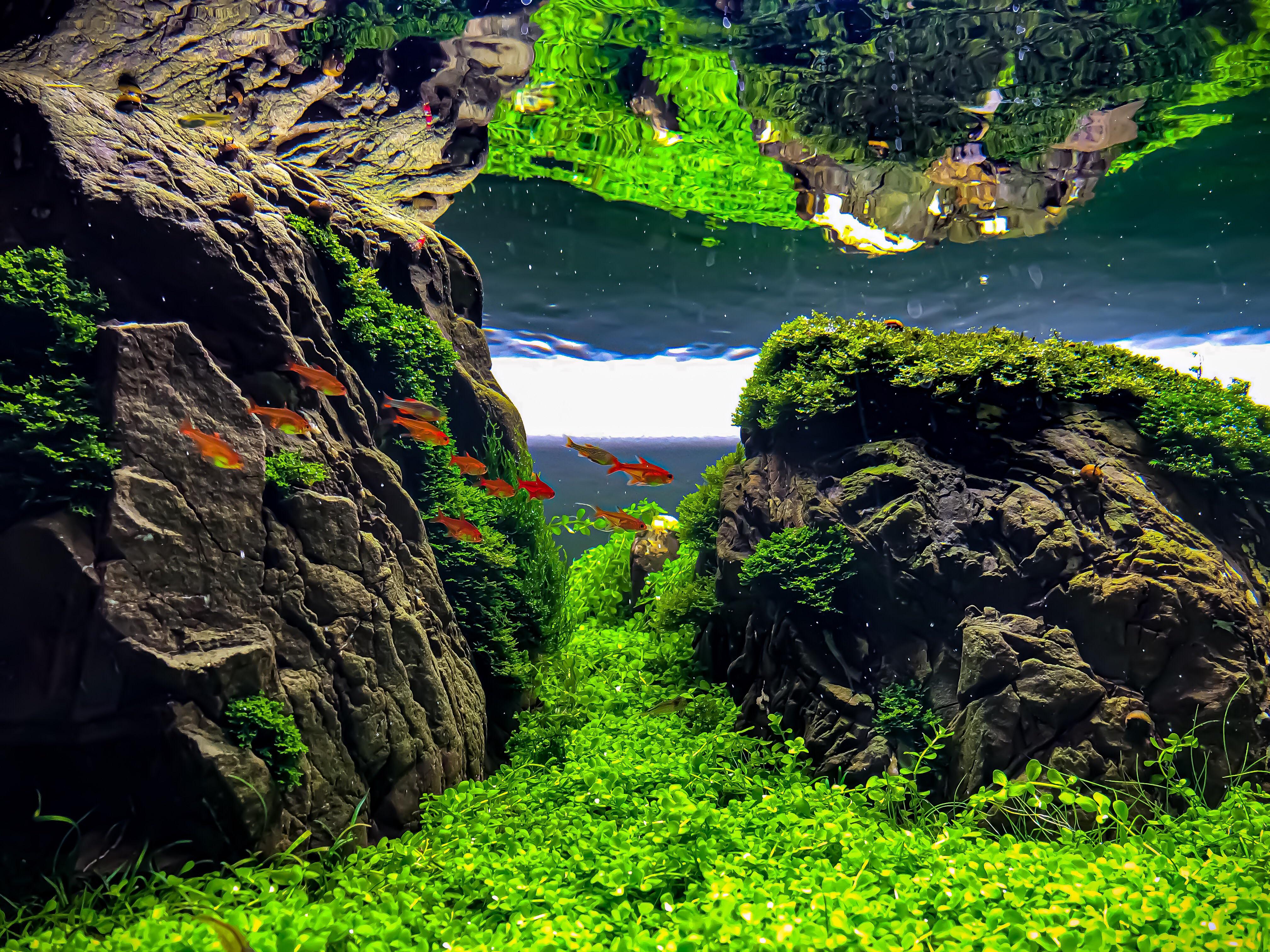 8weeks old today ! r/PlantedTank