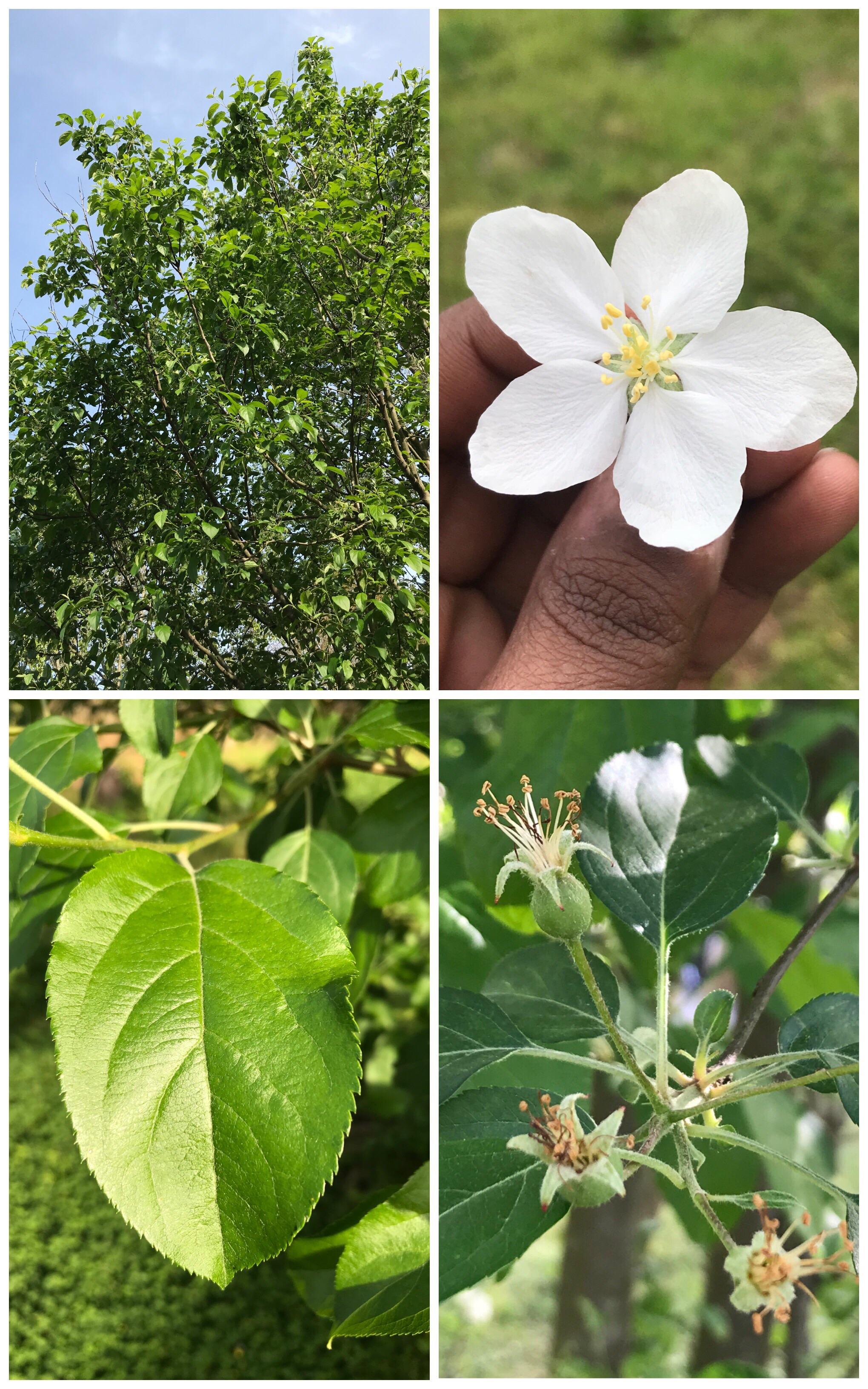 Flowering Tree in Atlanta, GA r/whatsthisplant