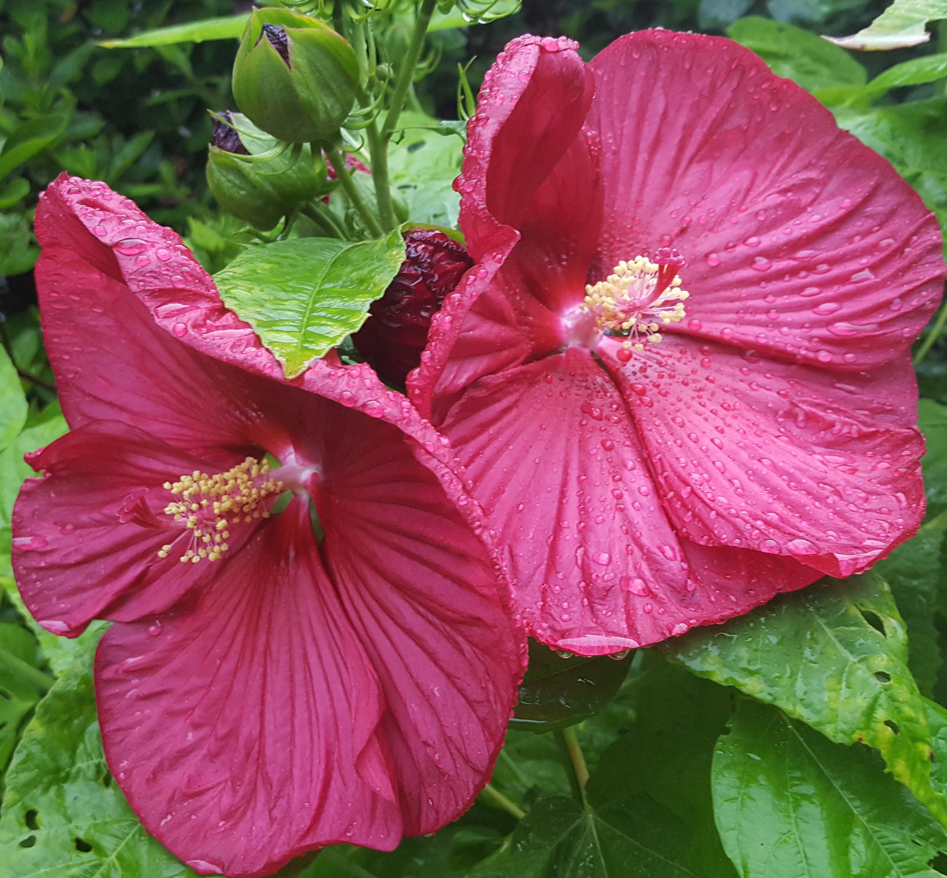 Hardy hibiscus (hibiscus moscheutos) blooming after a successful