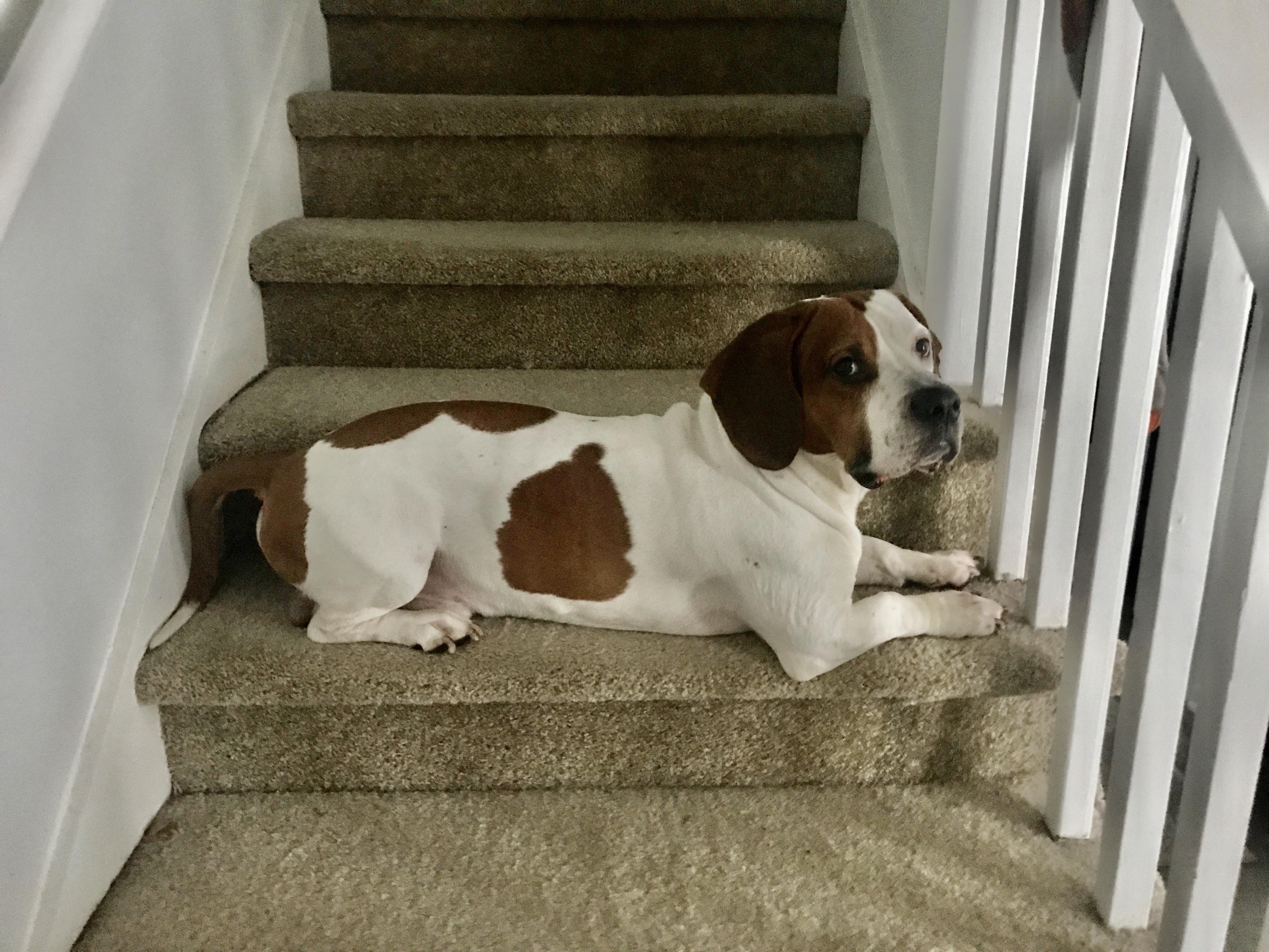 Basset hound / American bulldog mix r/basset