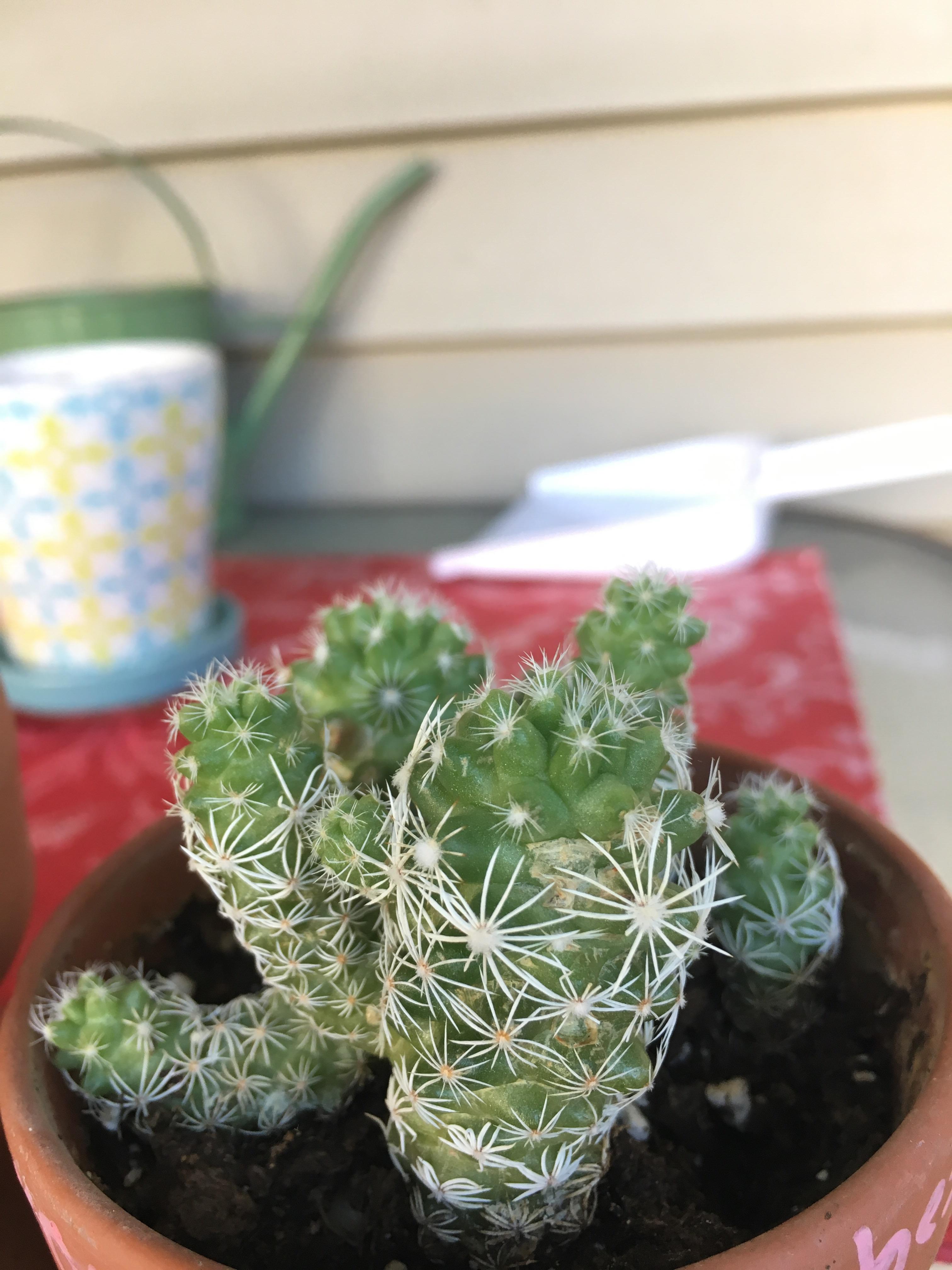 This is my little cactus I've had since February. He has some sun