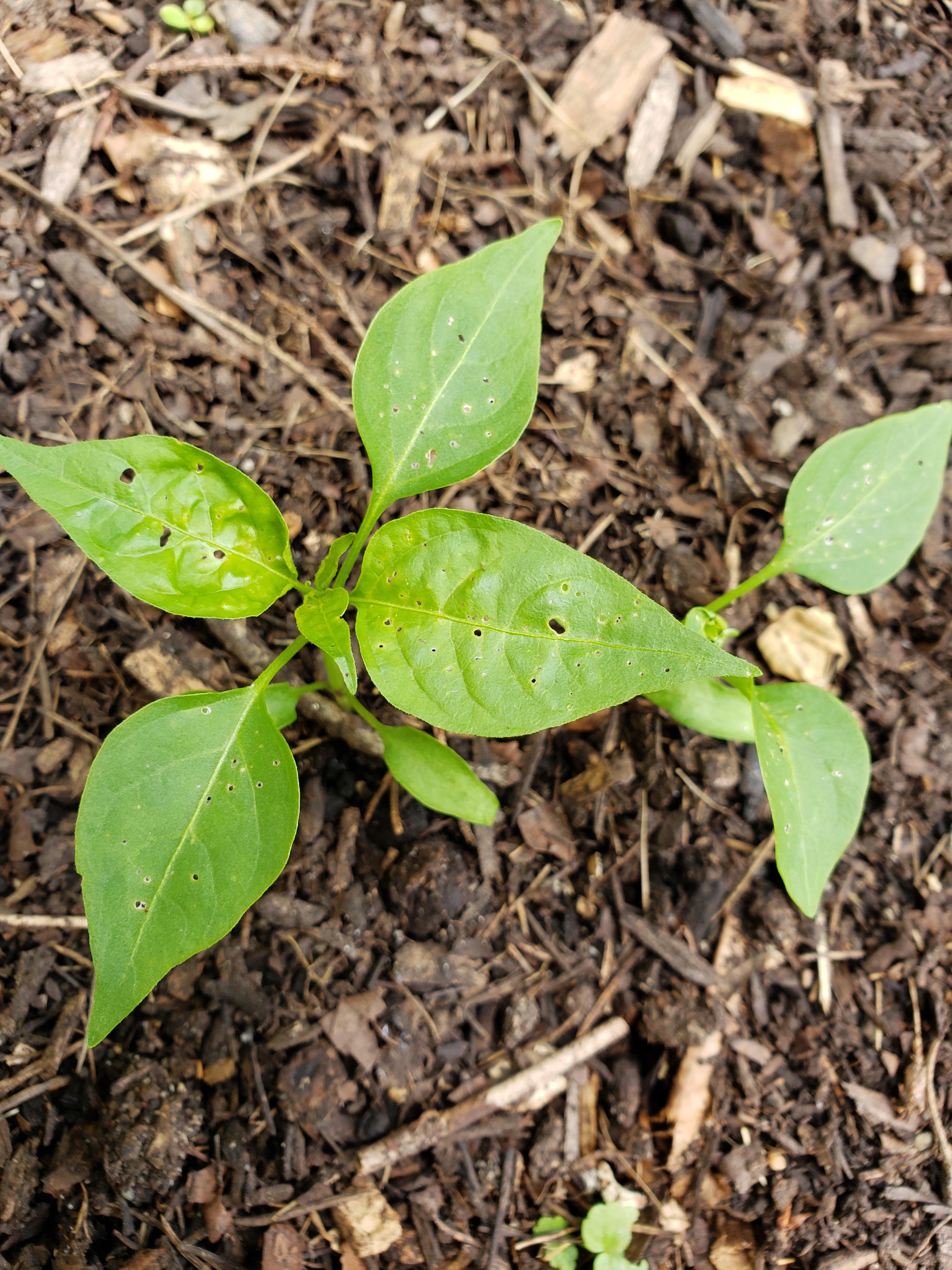What Is Eating My Pepper Plants Uk at Lucille Avila blog