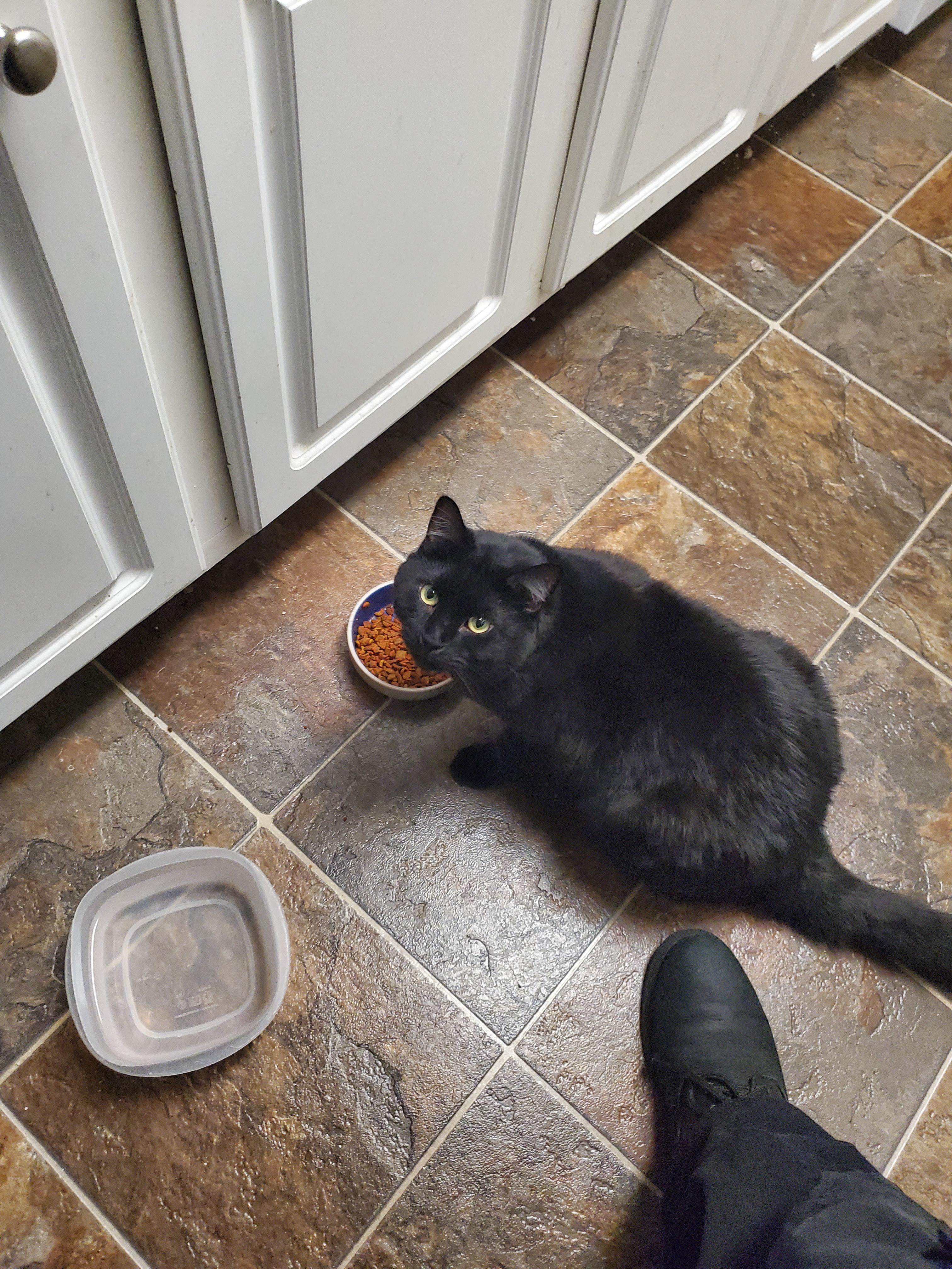 He screams at me until I come watch him eat r/CatsAreAssholes