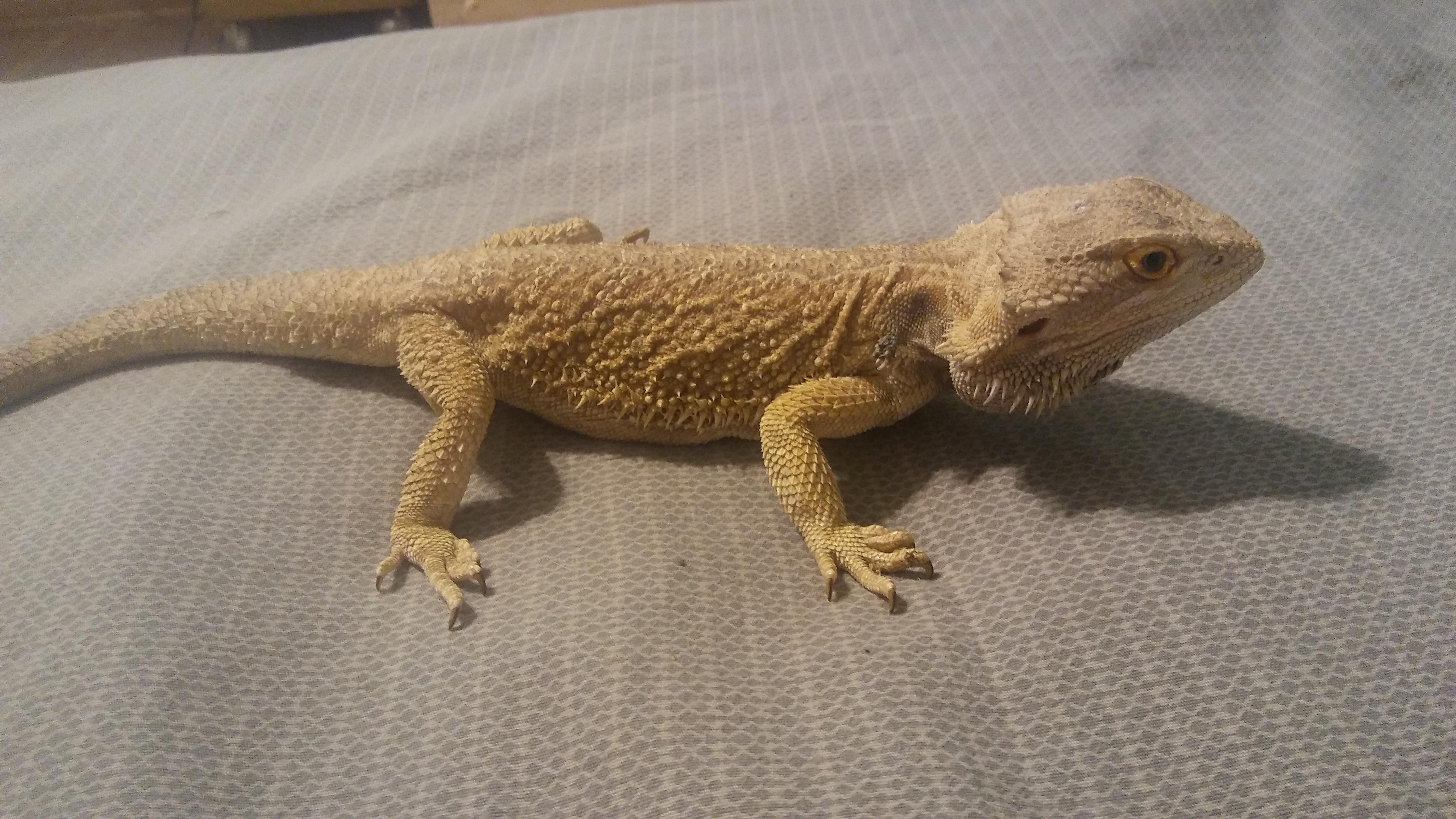 I recently got this beardie his name is spike i got him from a old
