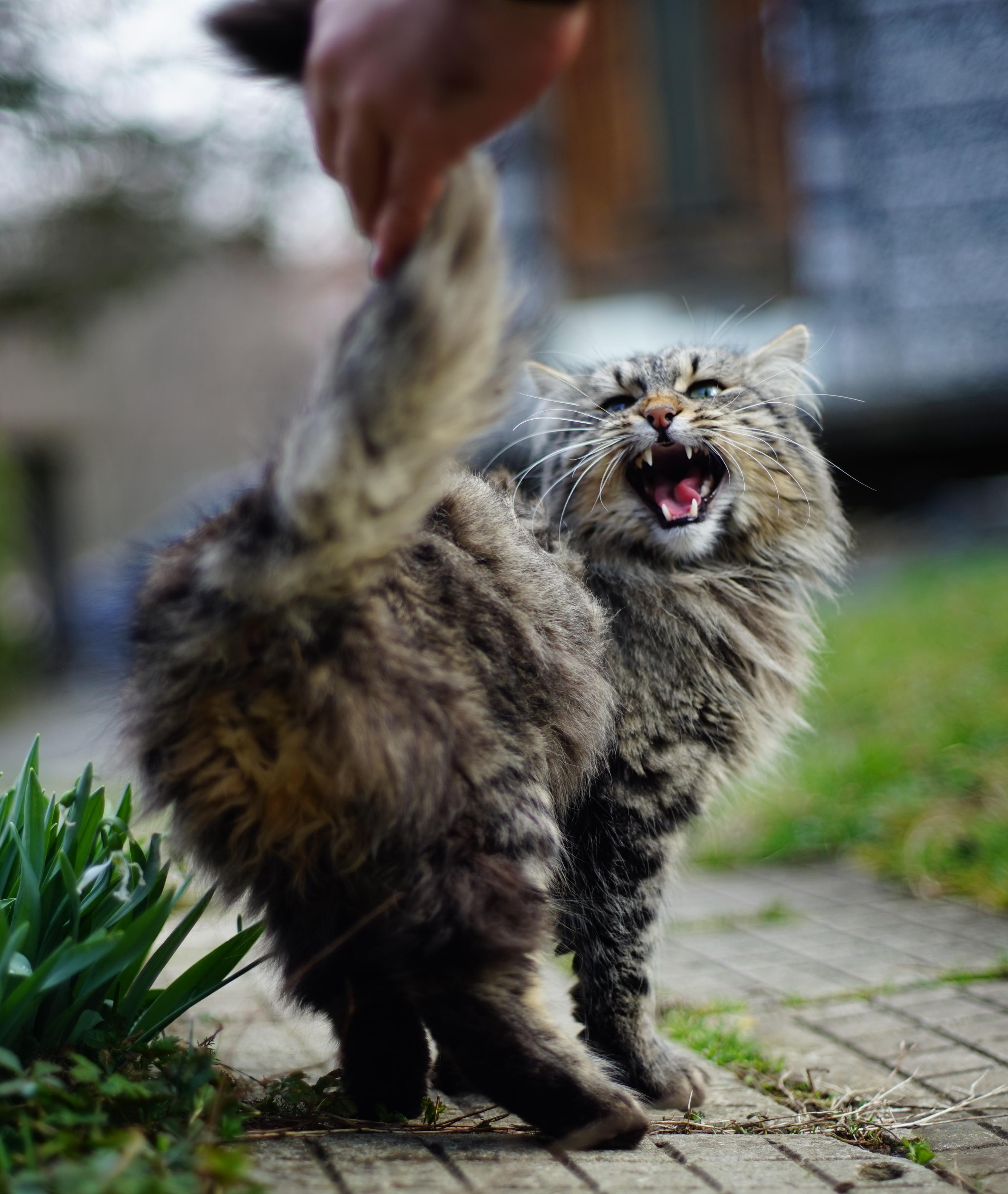 My cat doesn't like people grabbing his tail. r/angrycatpics