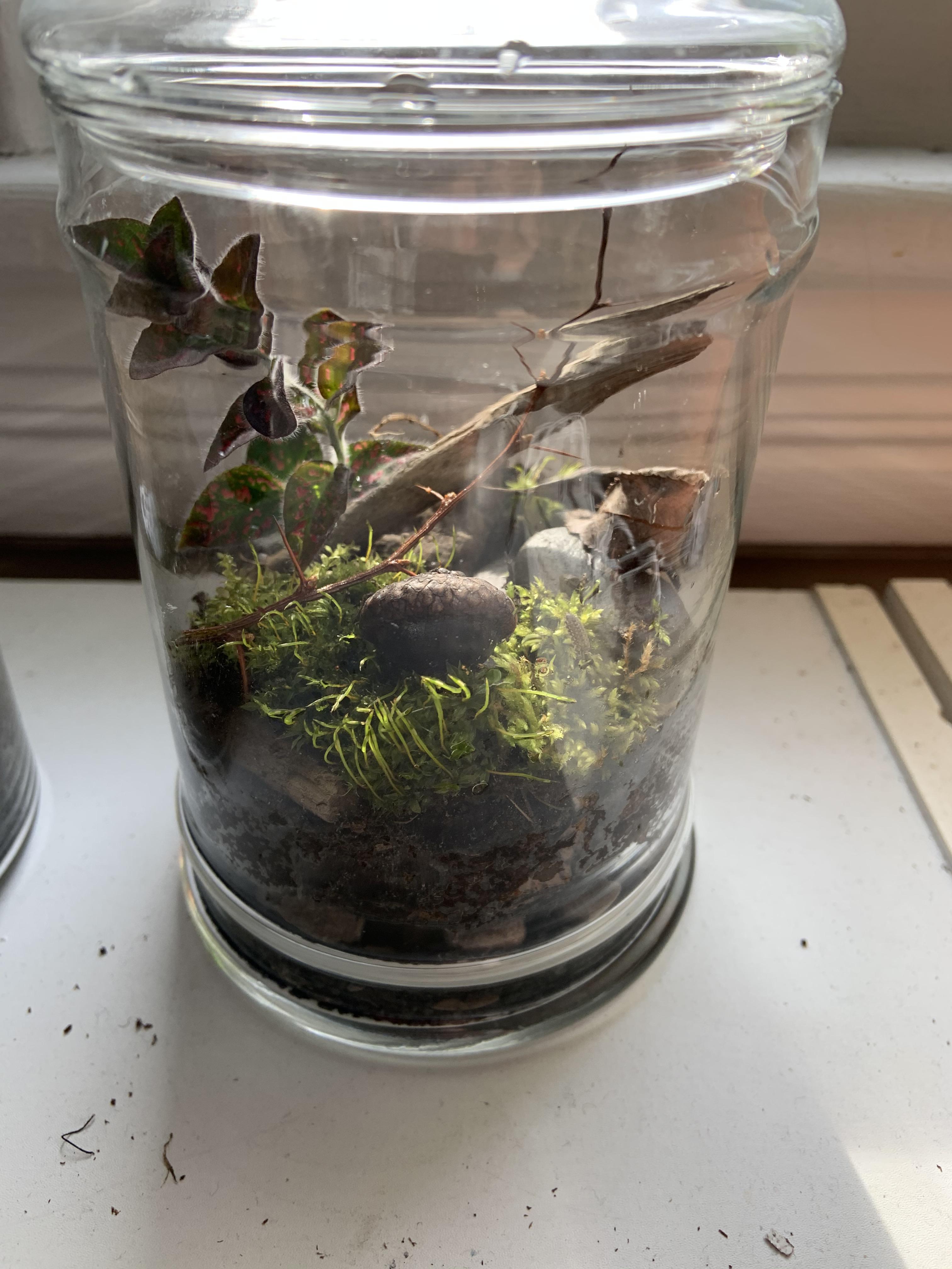 My first terrarium! Spending endless hours on the SerpaDesign channel