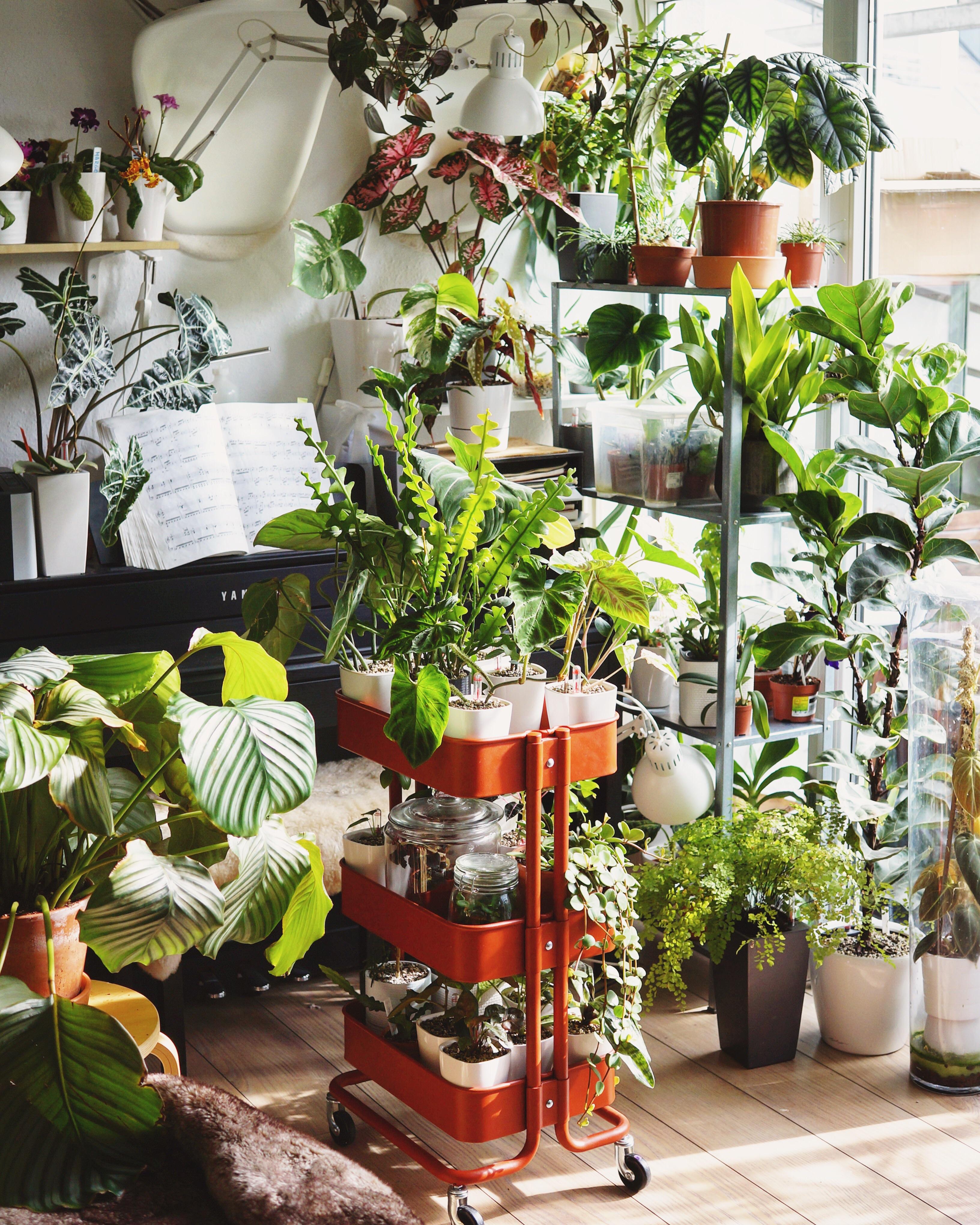 Best Soil For Indoor Plants Reddit Okejely Garden Plant