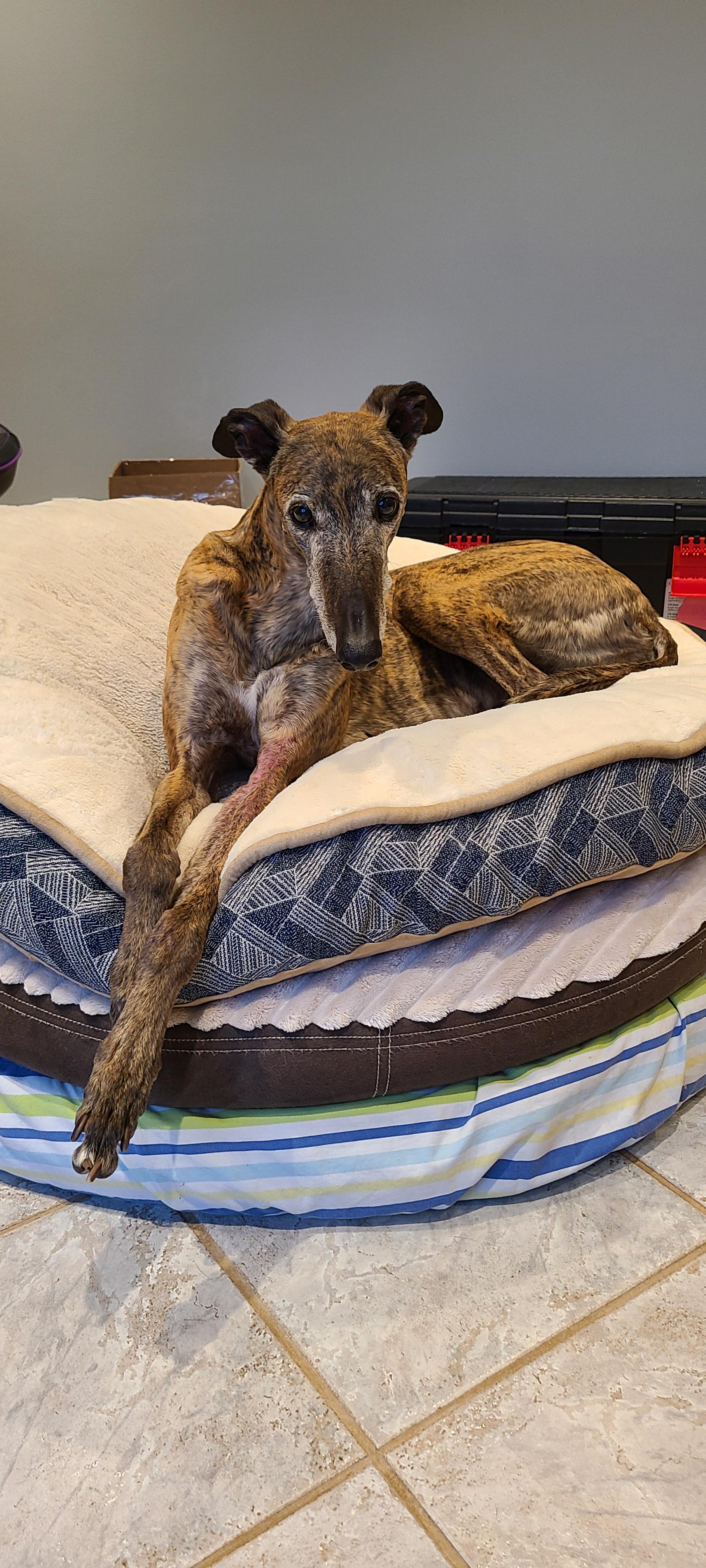 My total princess (Halo) Hattie perched on a tripple stack of costco
