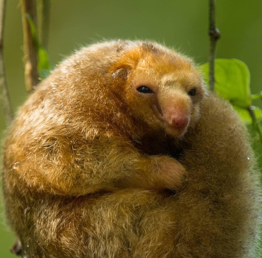 Pet Silky Anteater Anna Blog