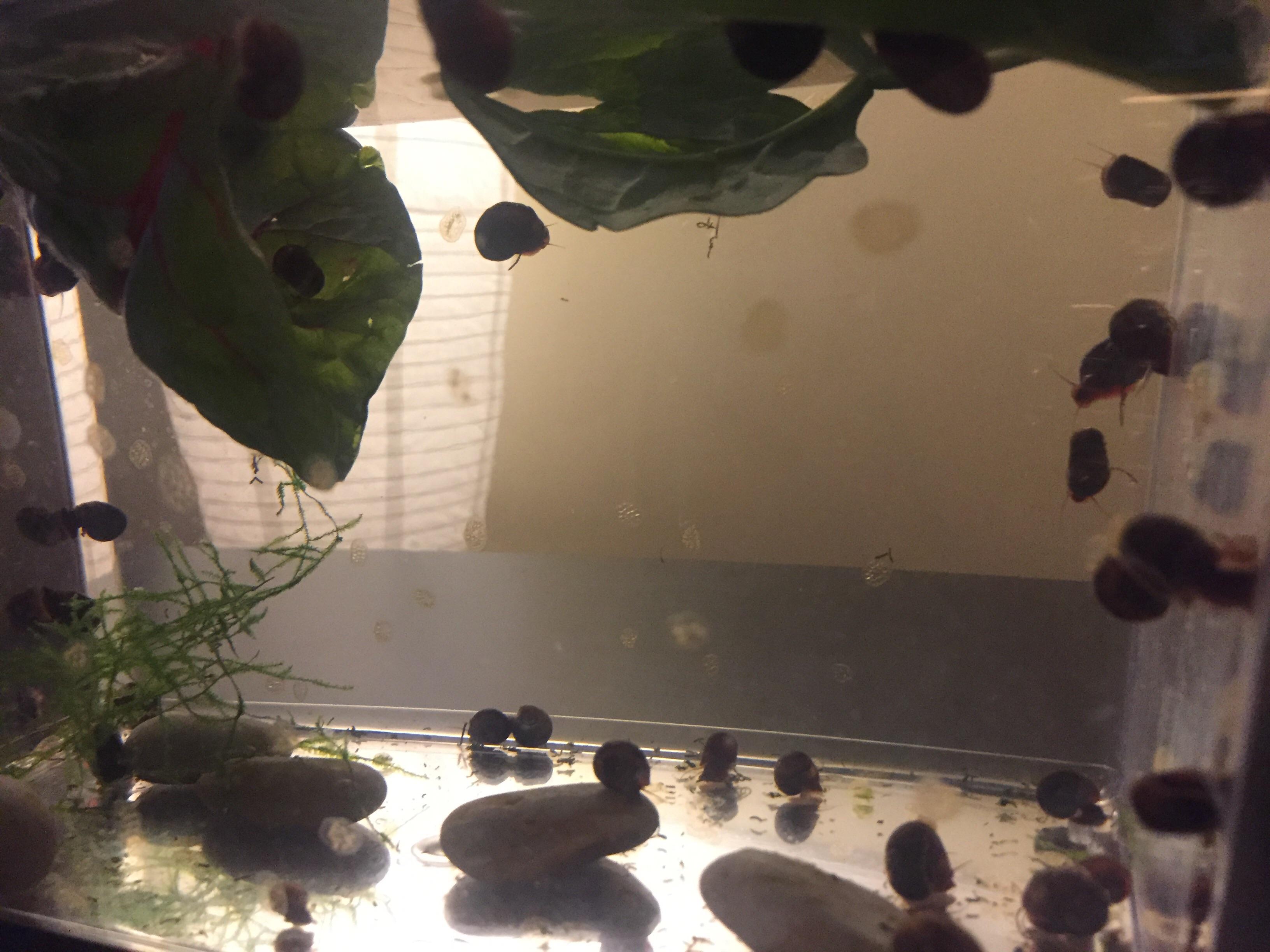 Snails on snails. Breeding tank for puffer snacks. r/Aquariums