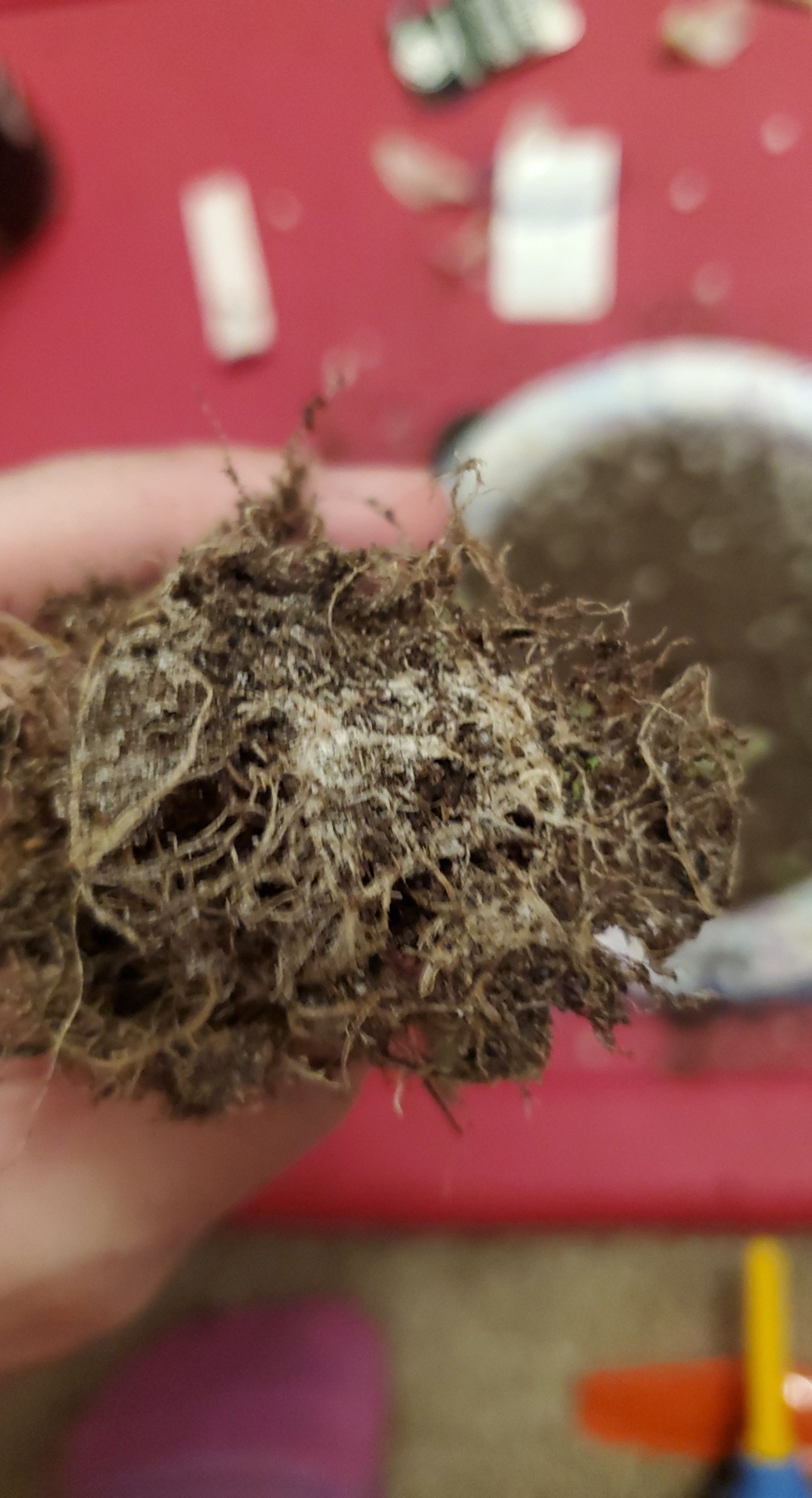 Roots from my tiger jaws, it was really wobbly and the bottom leaves