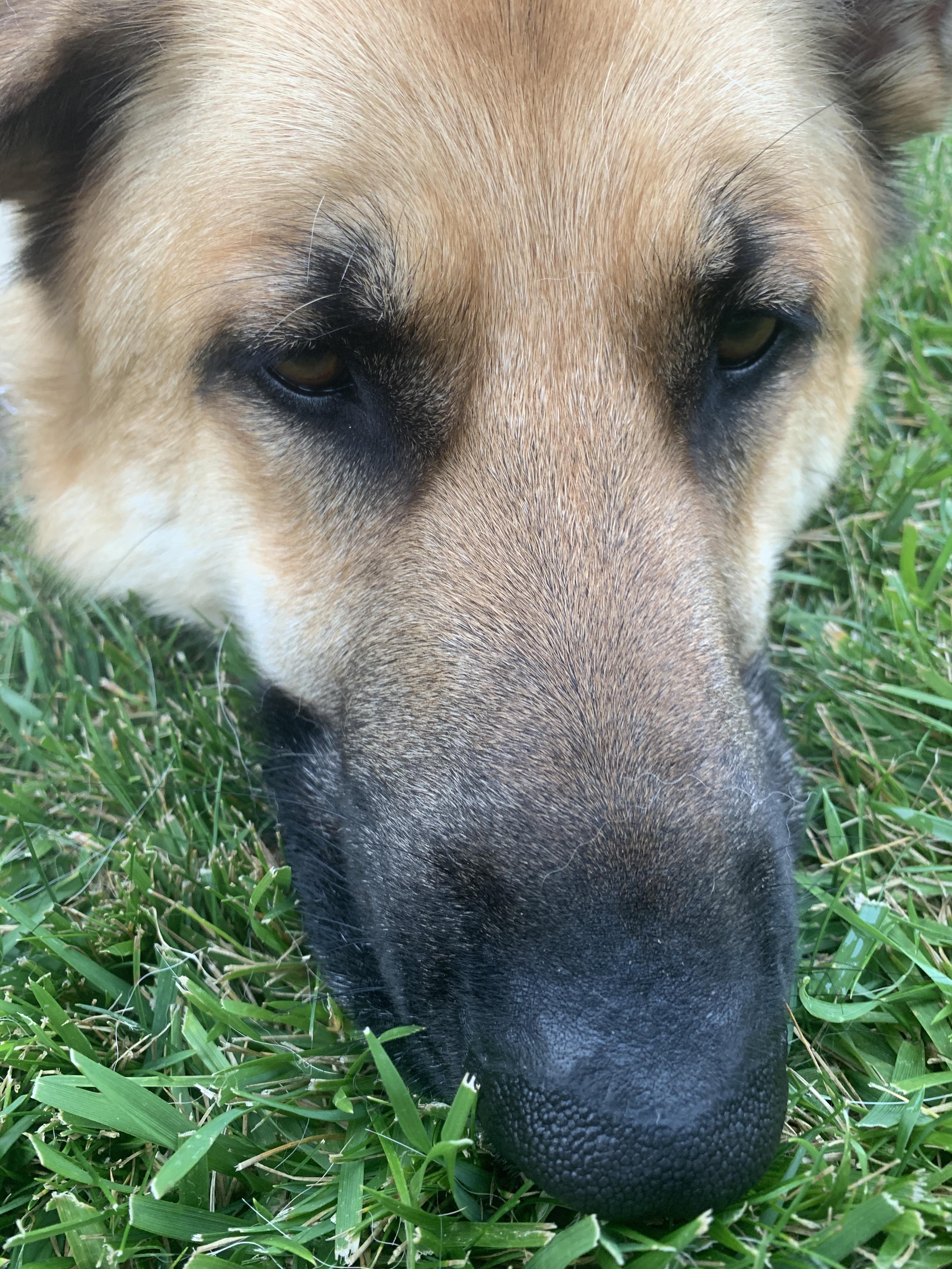 Germans Sheppard in Quarantine r/aww
