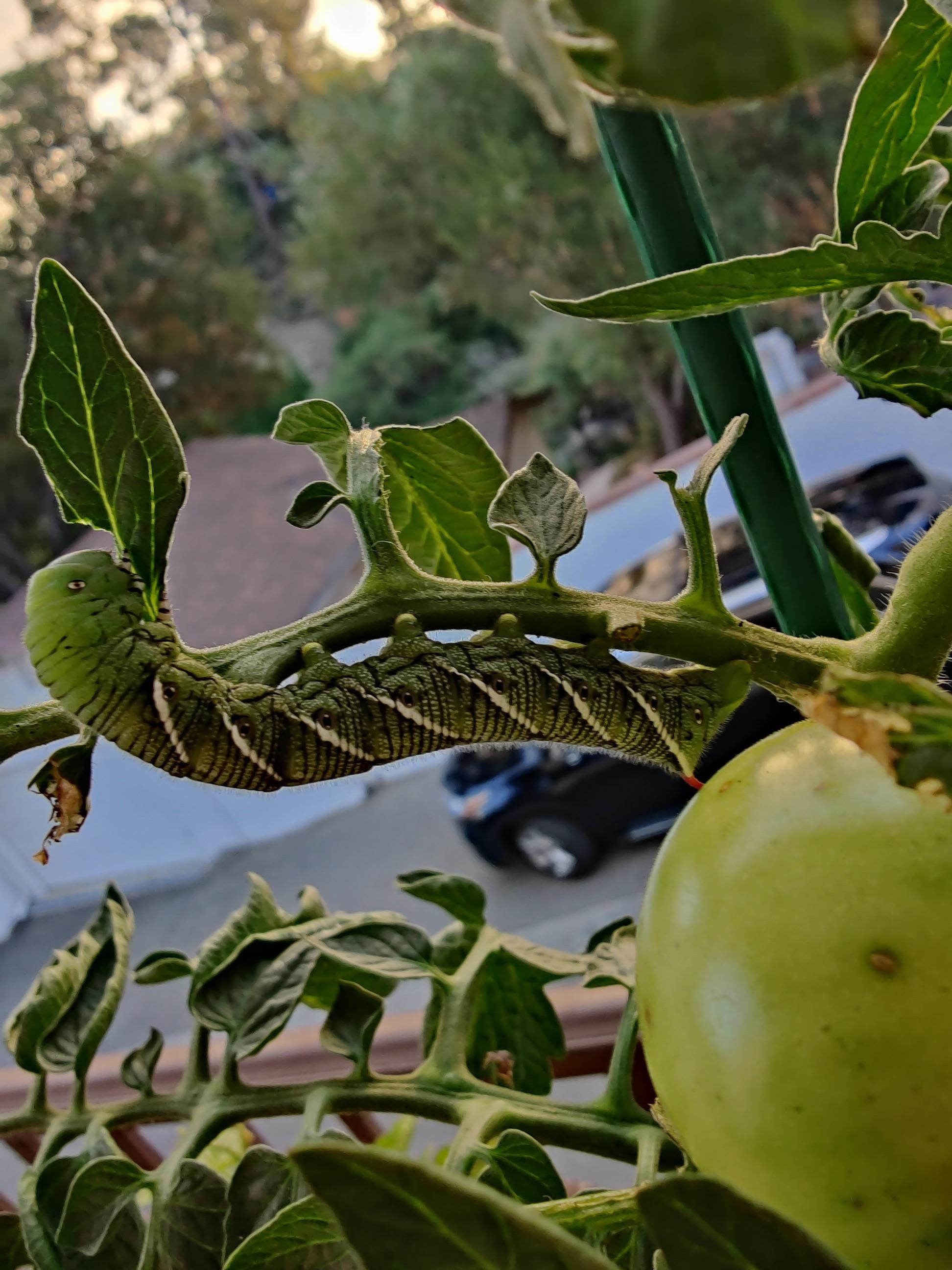 What is this thing eating my tomato plants and is there anything I can