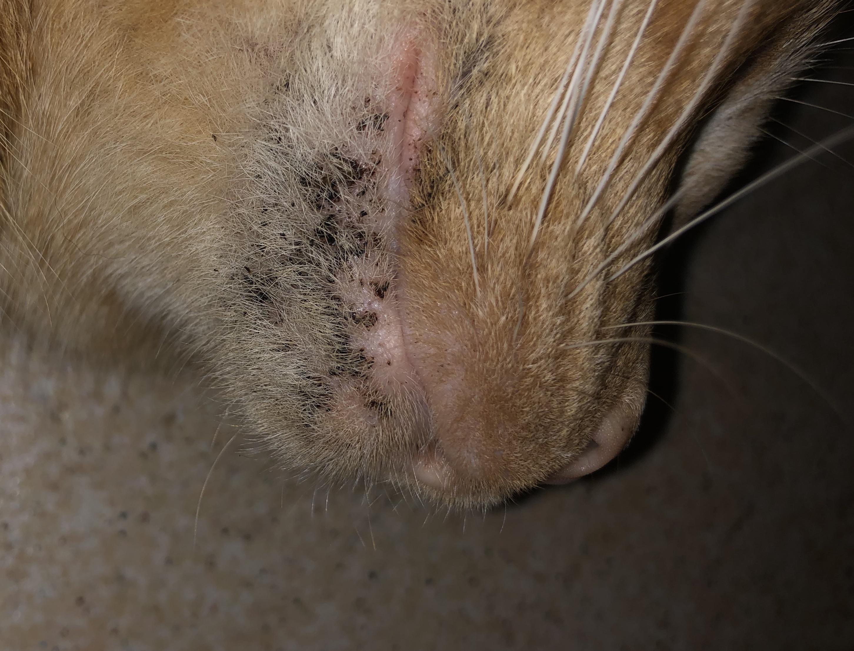 My cat has this weird black spots on its chin, any help identifying
