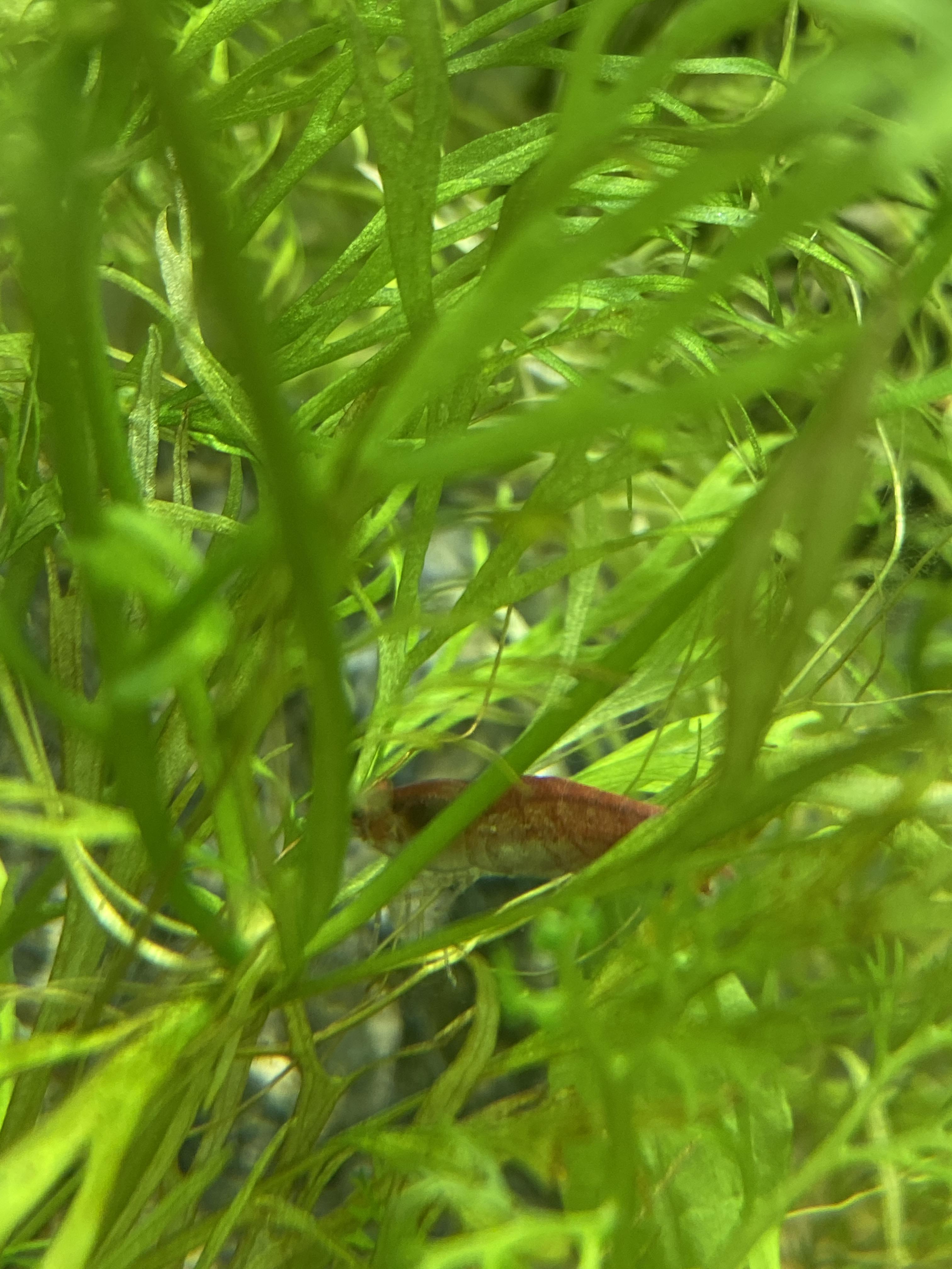 Pale shrimp? 10 gallon tank, natural sand with cholla, driftwood and almond leaves. Was