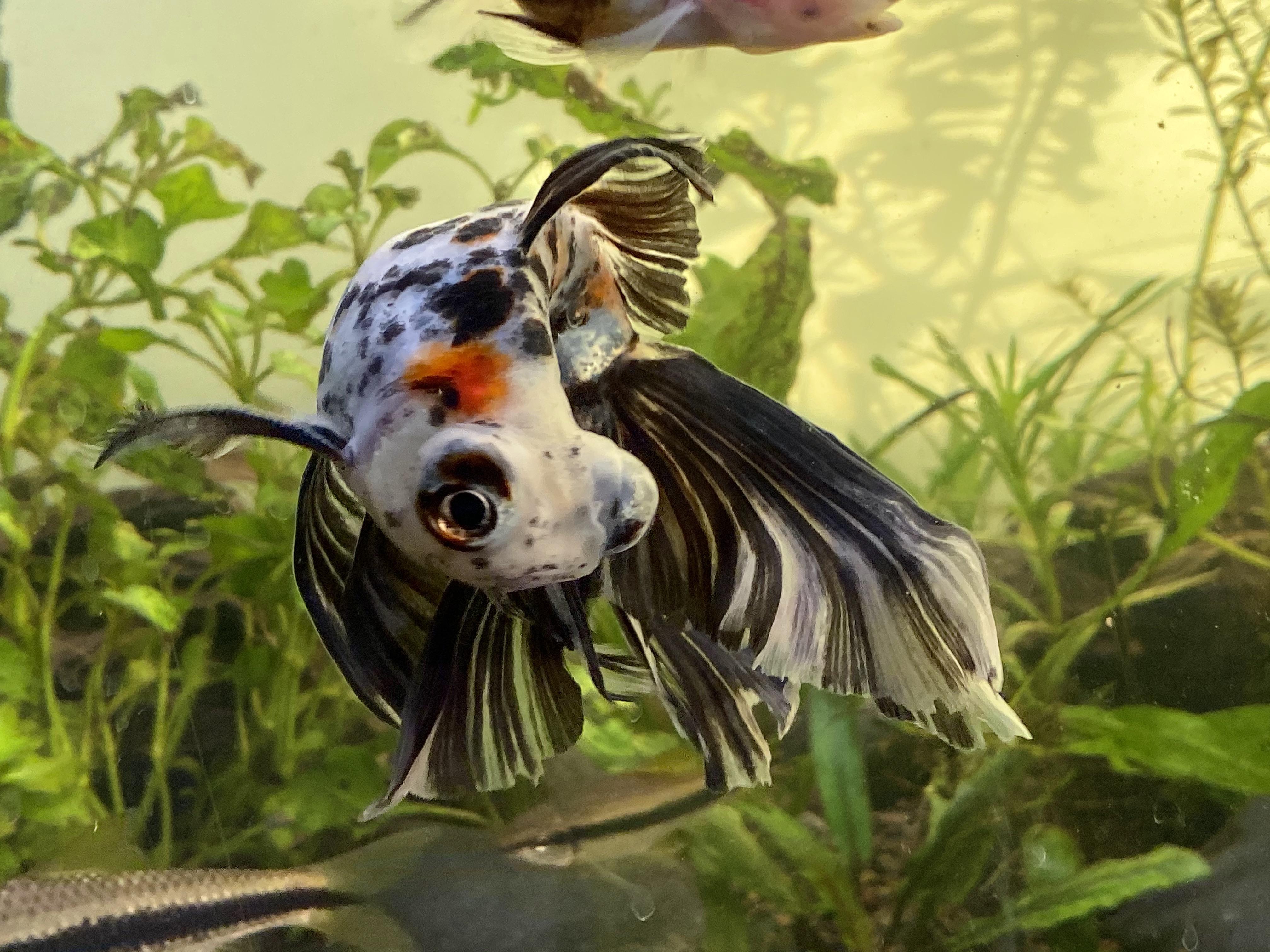 Calico Telescope Eye Goldfish