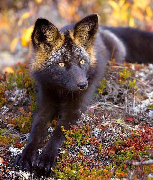 The extremely rare & curious silver fox r/foxes