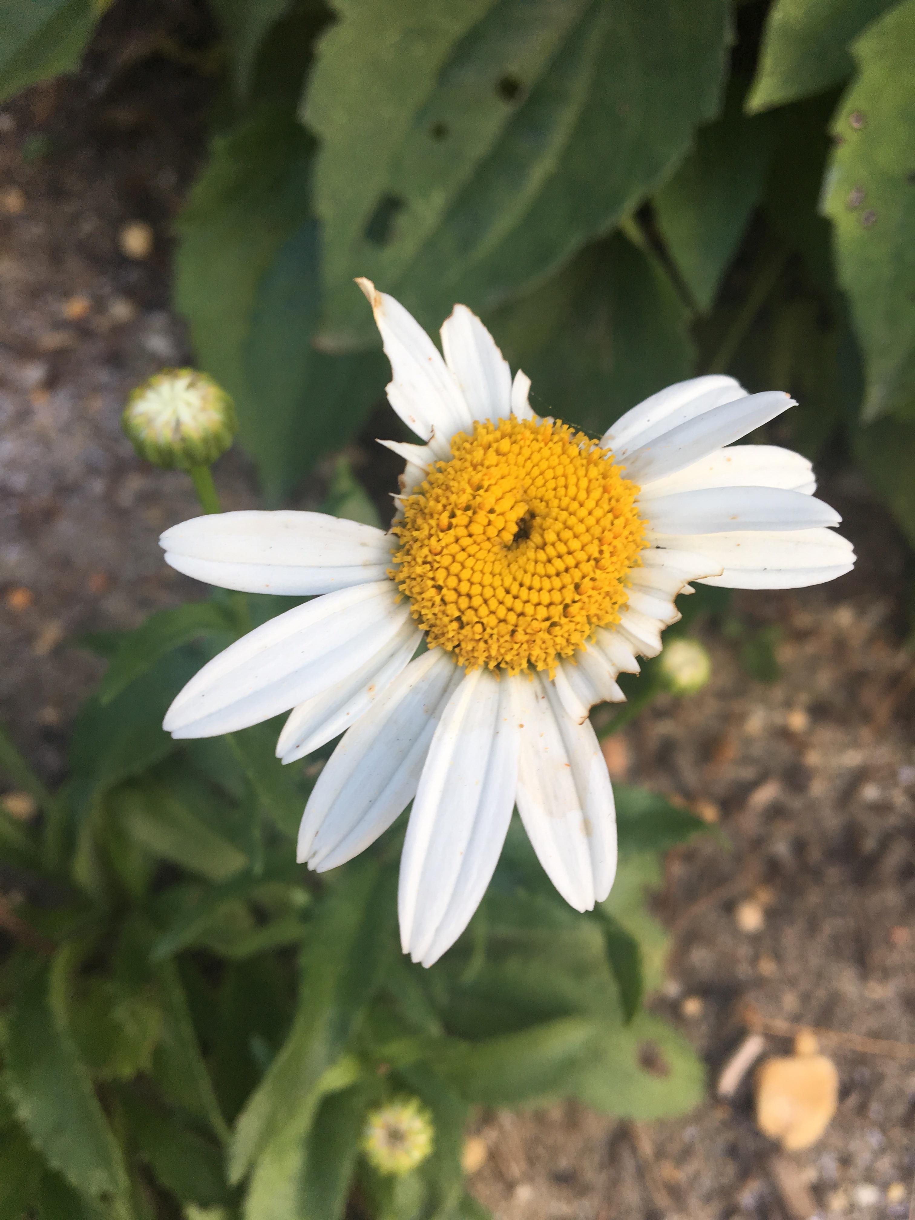 help! what is eating my flowers? I’m thinking some kind of mite? r