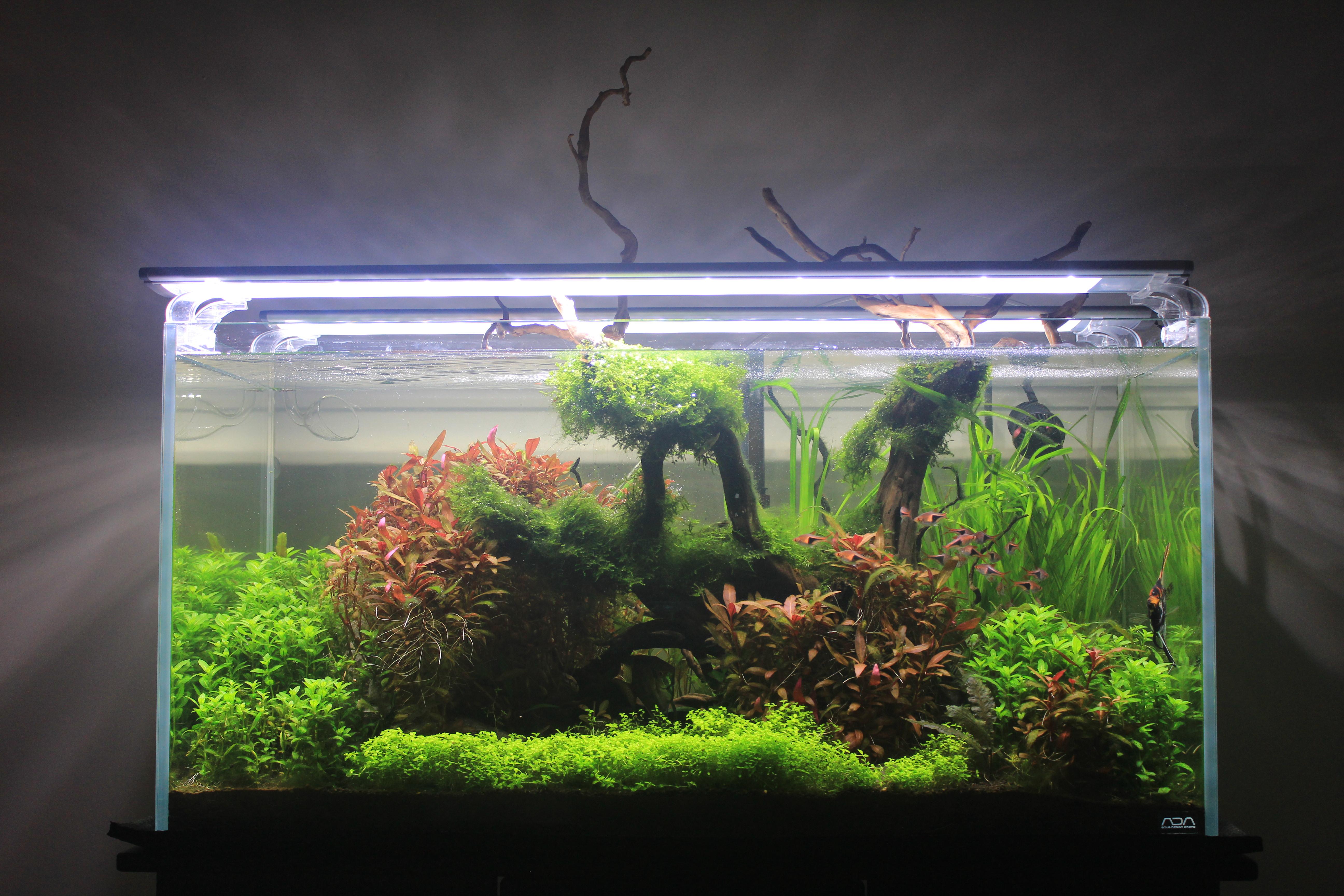 Nature's Reach. ADA 90P aquascape PlantedTank