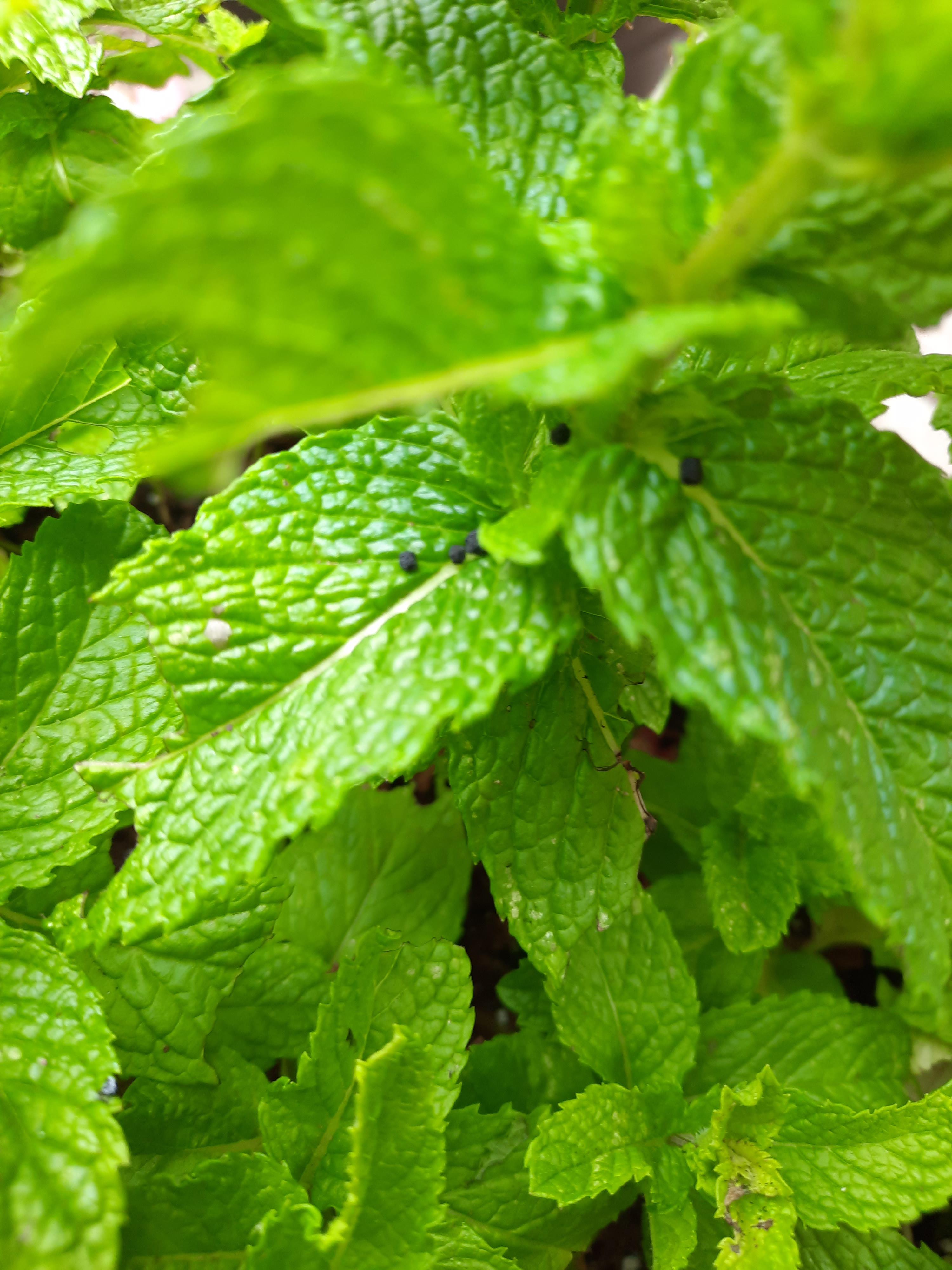 Anyone know what these black balls on my mint are? Pretty small and