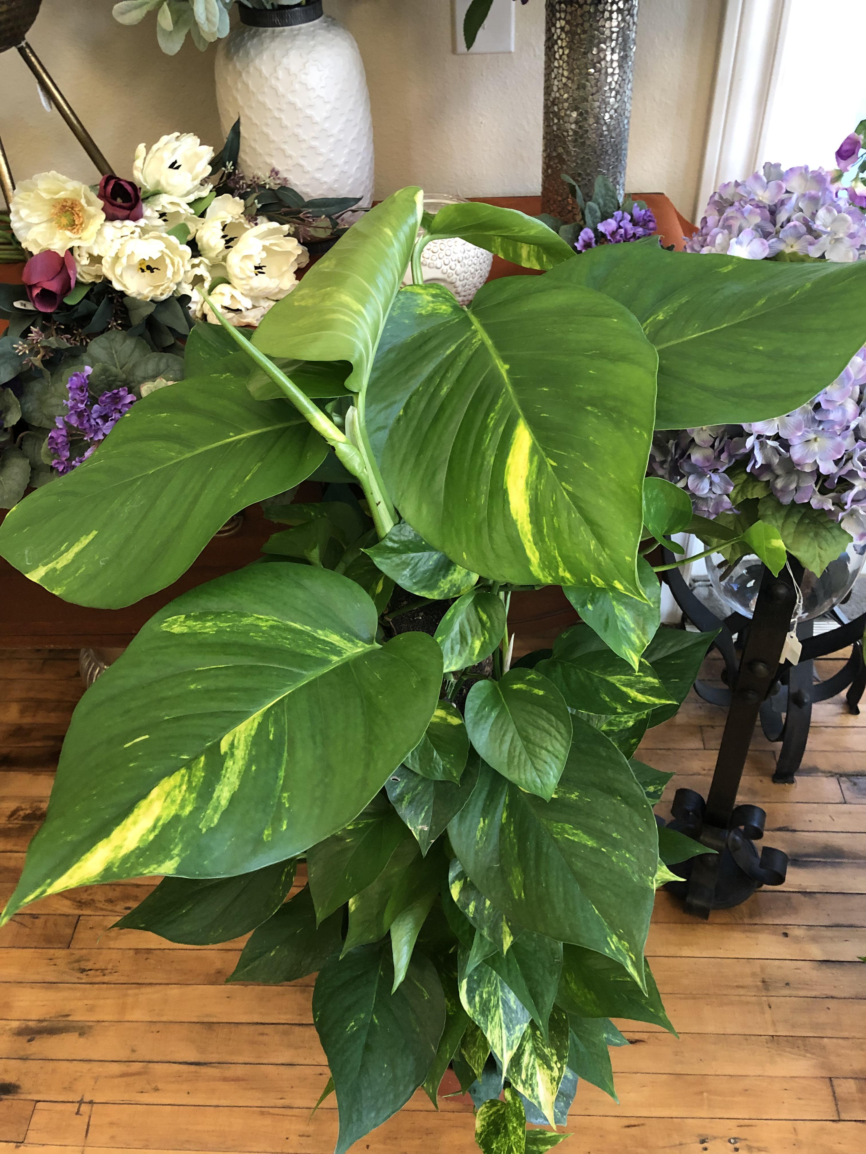 Giant Pothos Leaves at the Florist! r/houseplants
