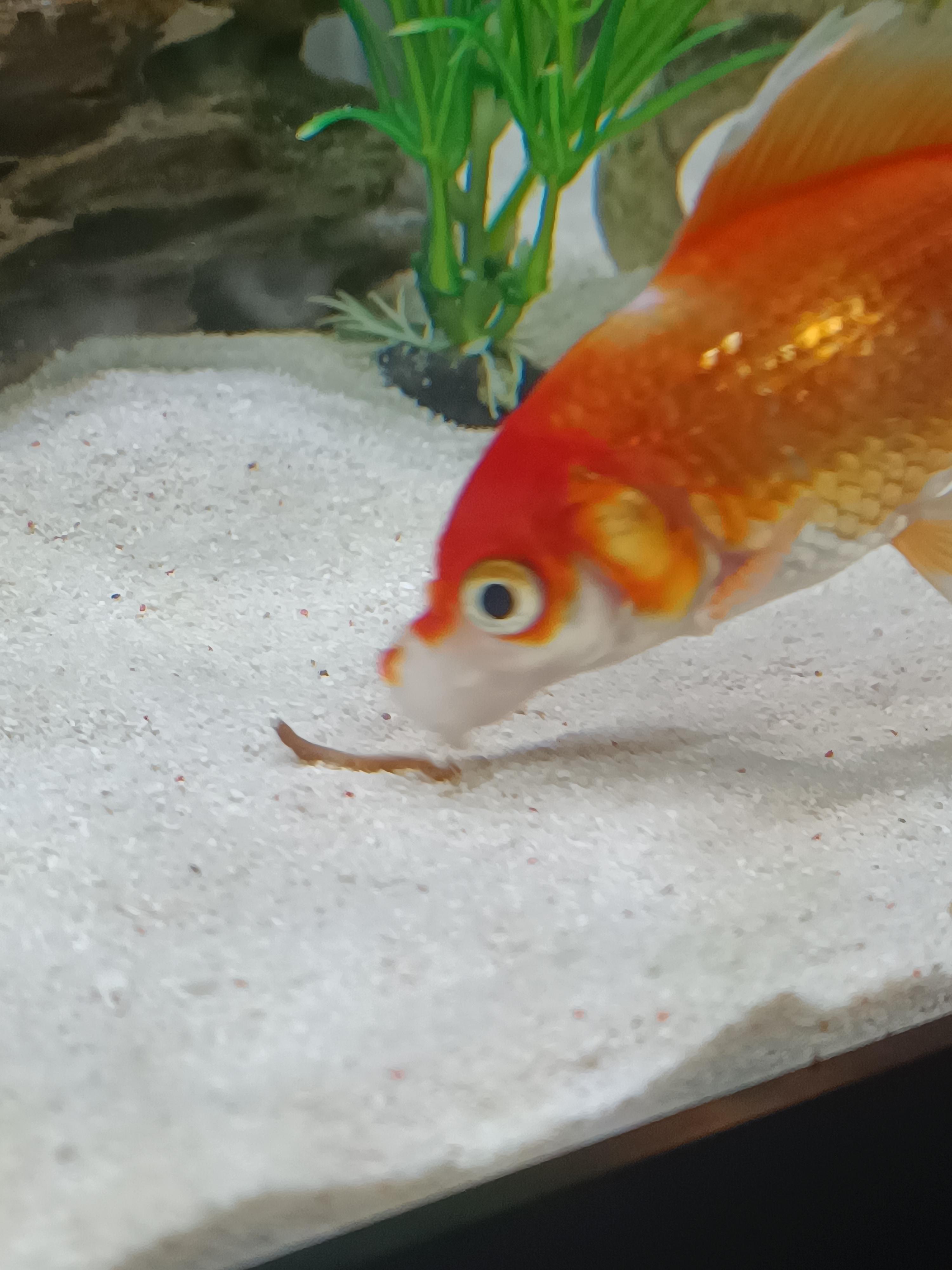 is this a Healthy goldfish poop (STOP EATING IT) r/Goldfish