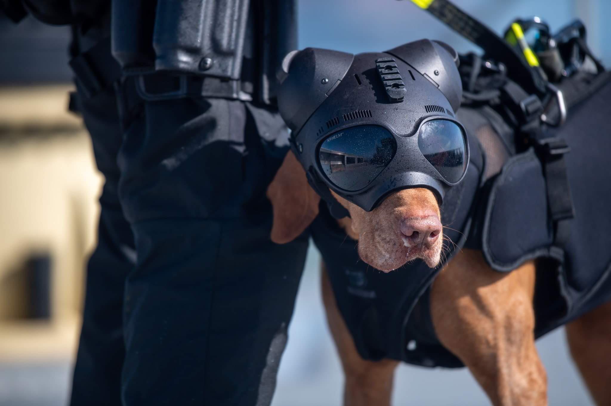 PsBattle Coast Guard dog wearing a tactical helmet r/vizsla