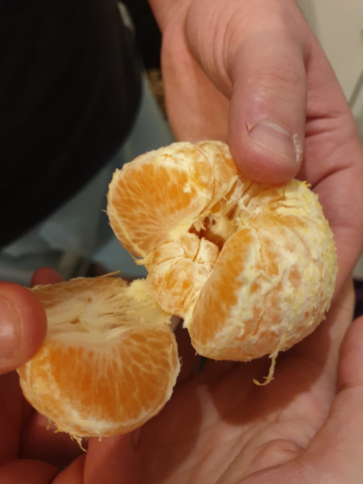 My satsuma was pregnant with a baby satsuma. r/mildlyinteresting