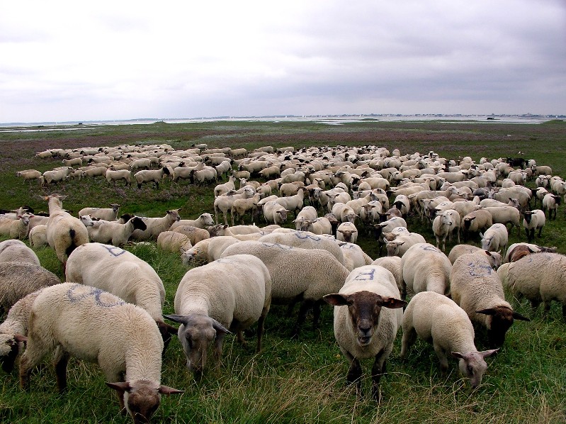 Original photo on the album cover for Grey Sheep r/G59